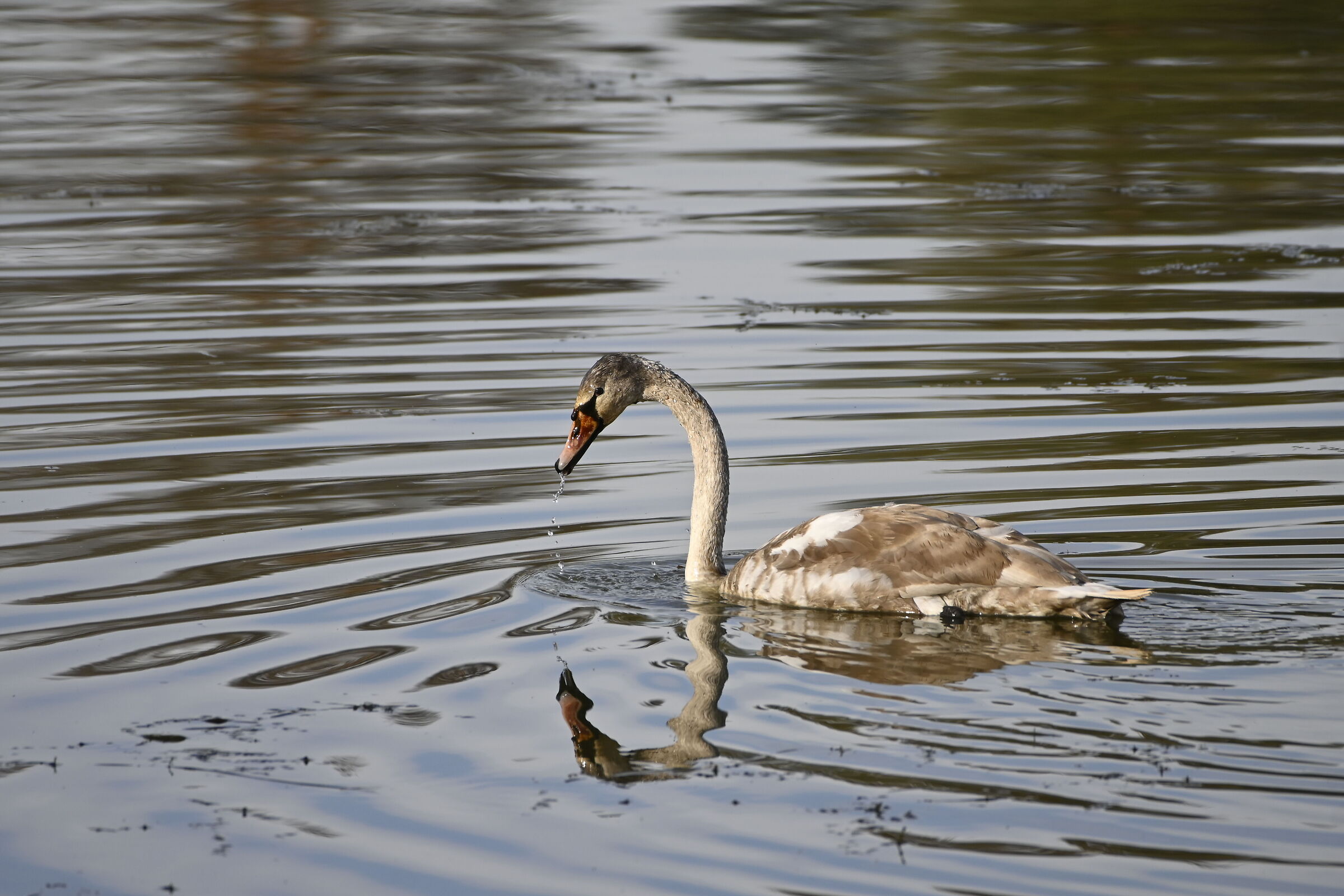 Juvenile cygnus olor