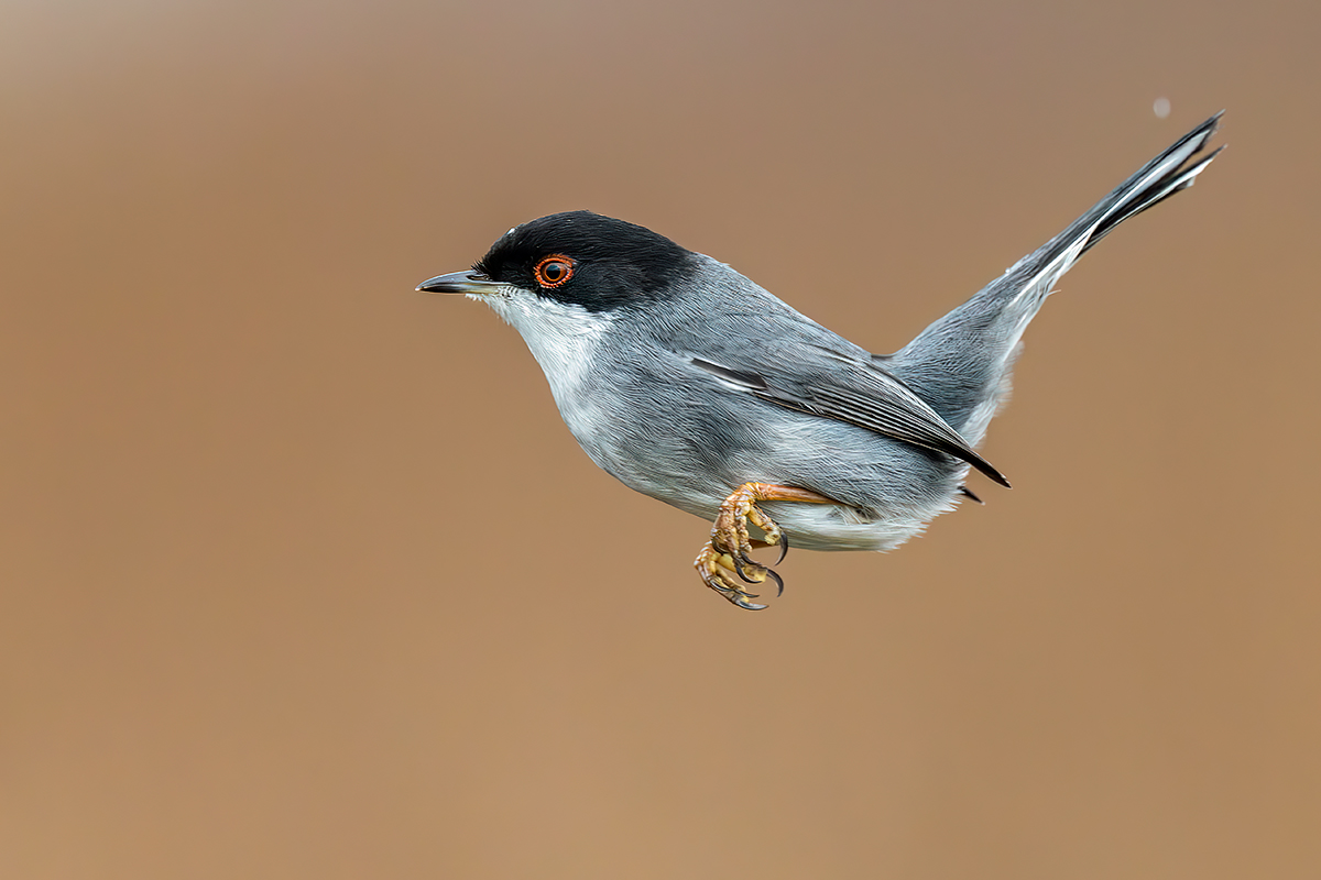Sardinian warbler