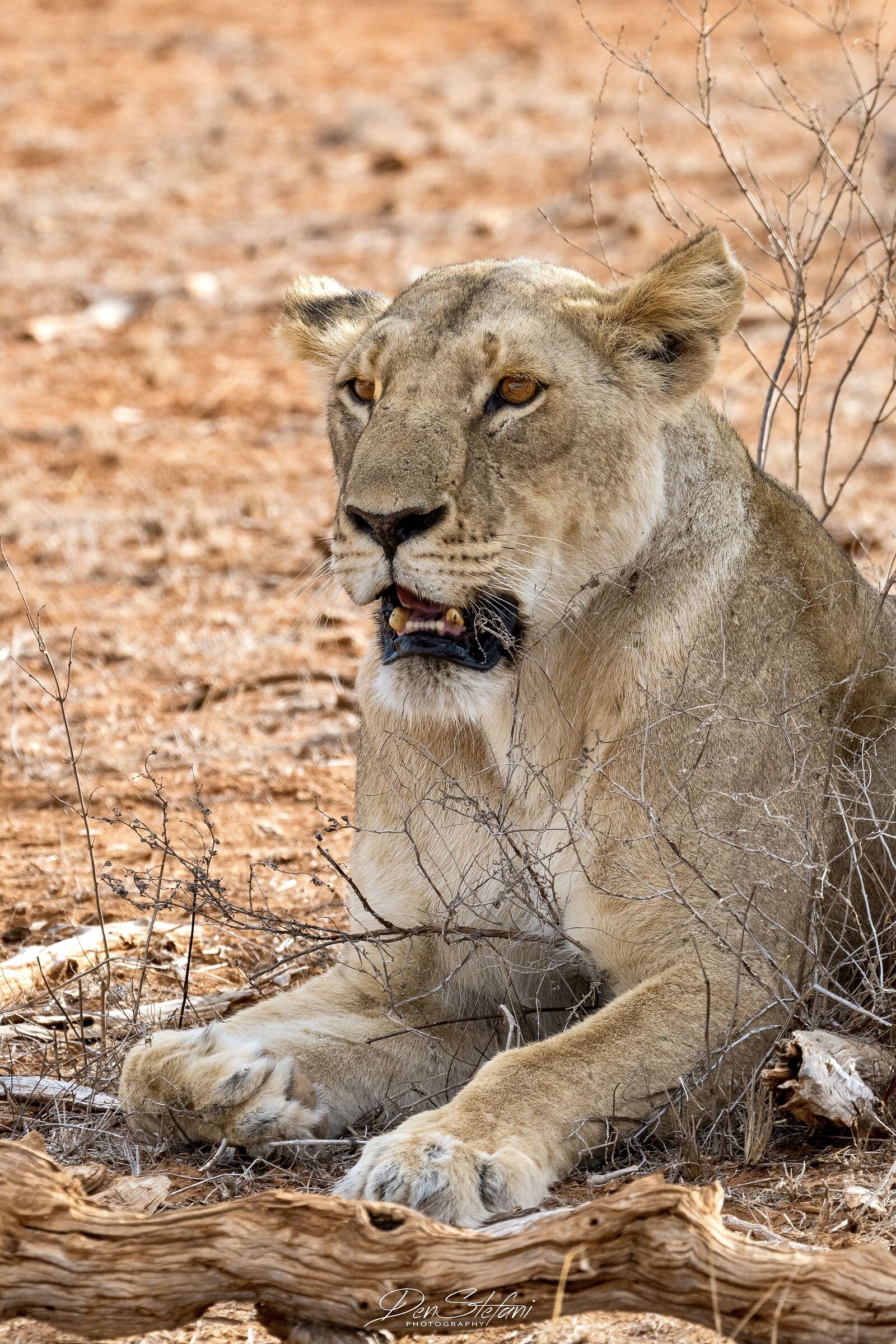 Leonessa a riposo - Tsavo East National Park - Kenya