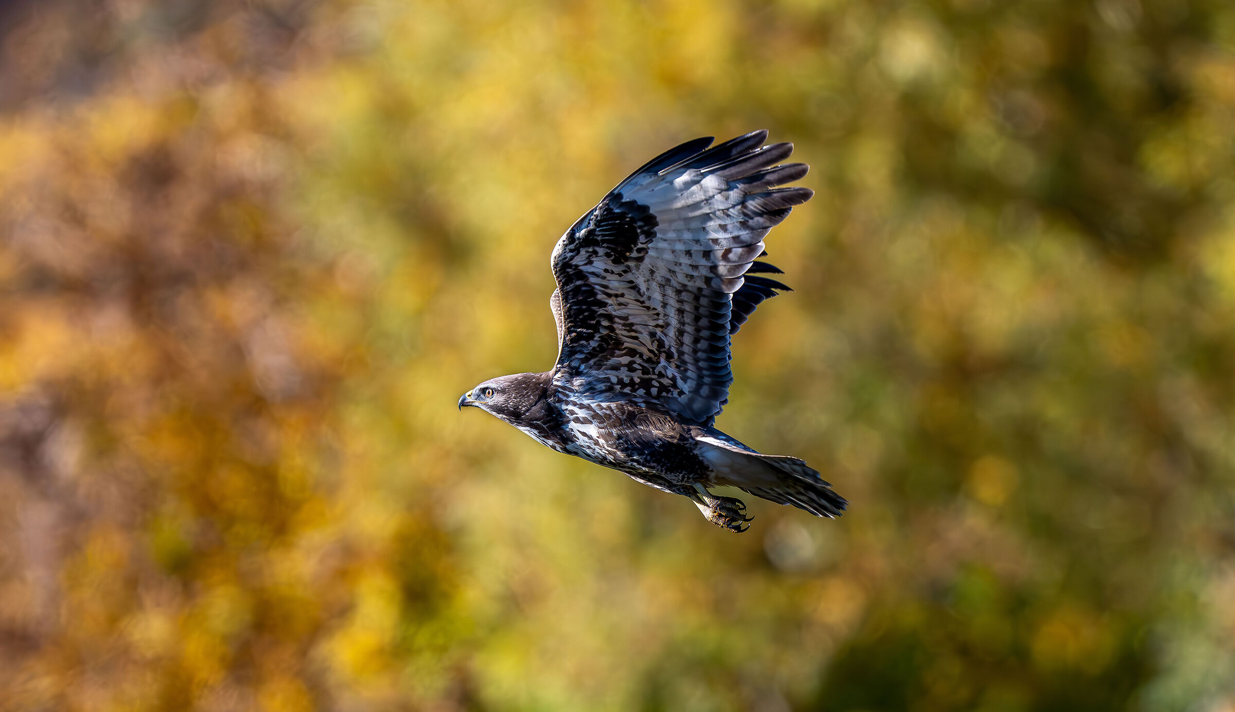Buzzard in flight