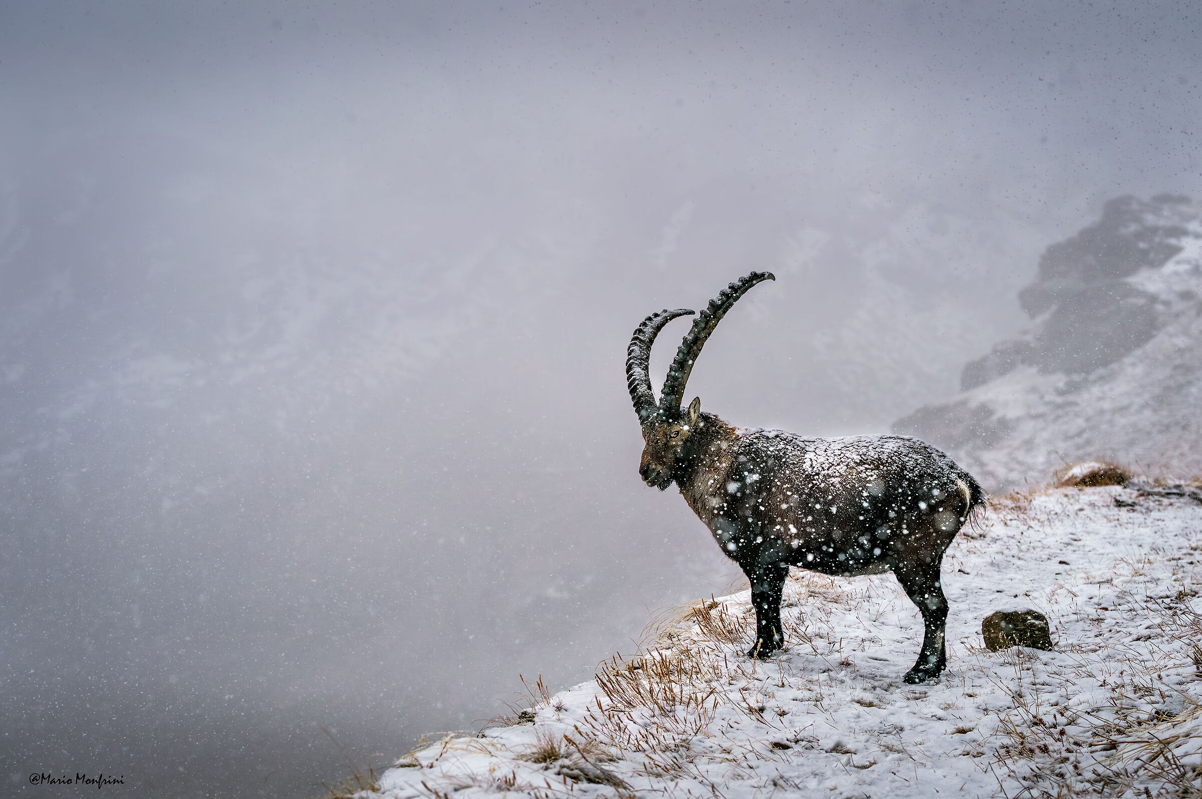 Under  the snow