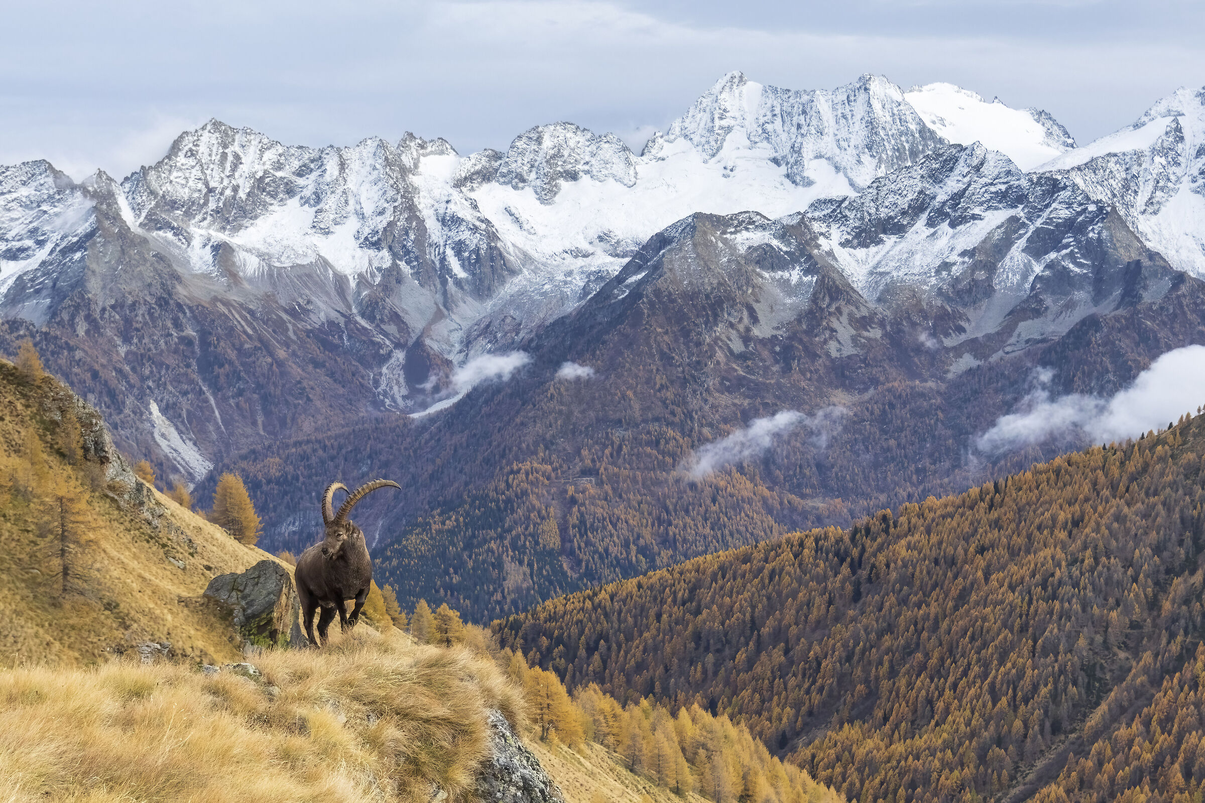 Tra larici dorati e cime innevate