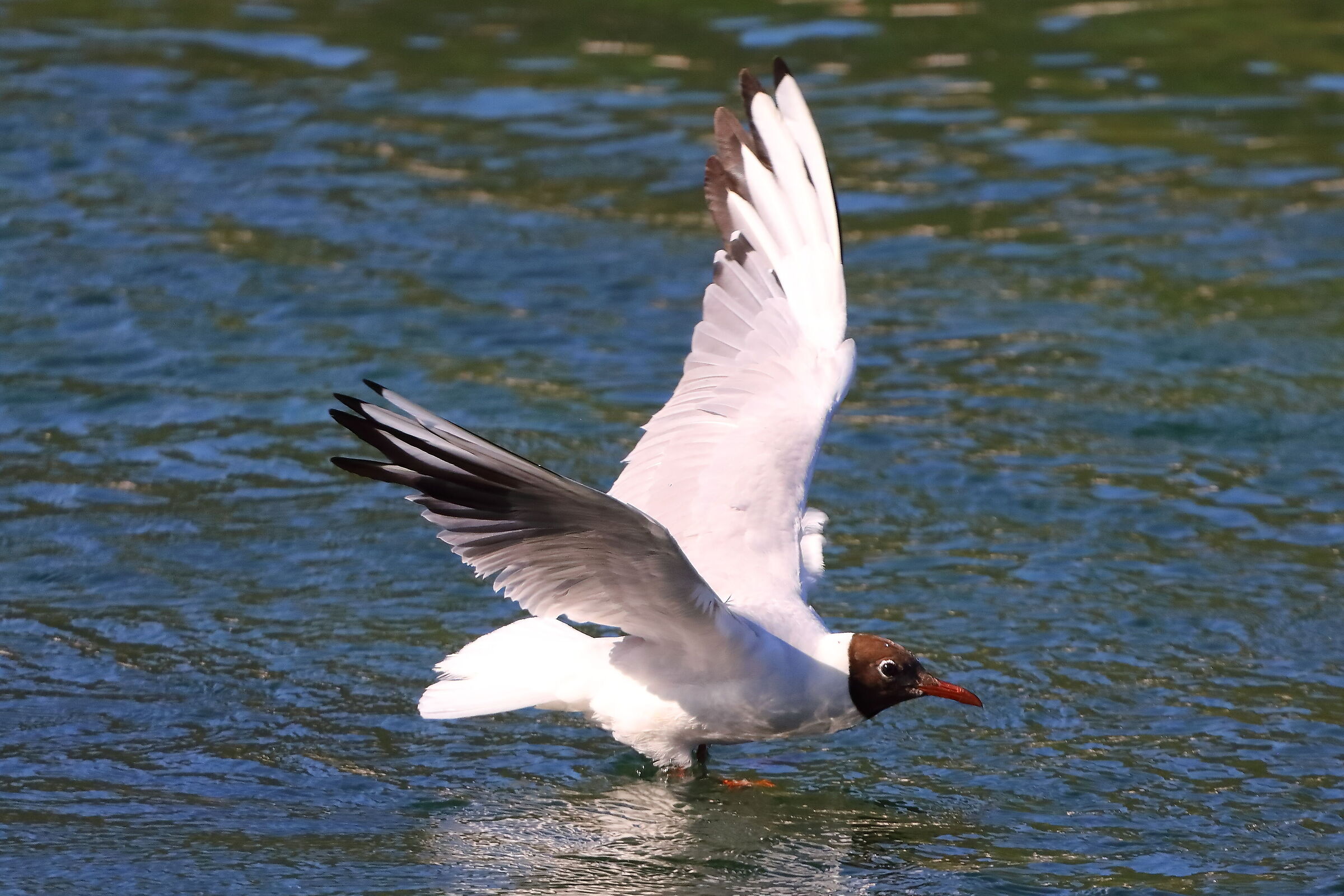 Gabbiano C 10 luglio 2025 - 0112
