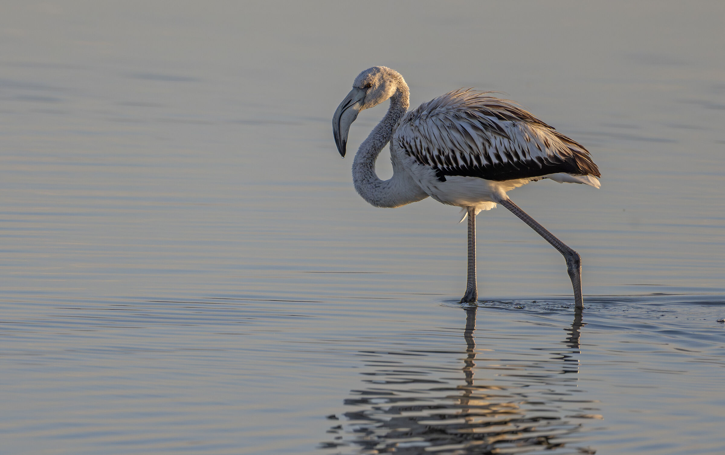 Pink flamingo pullet