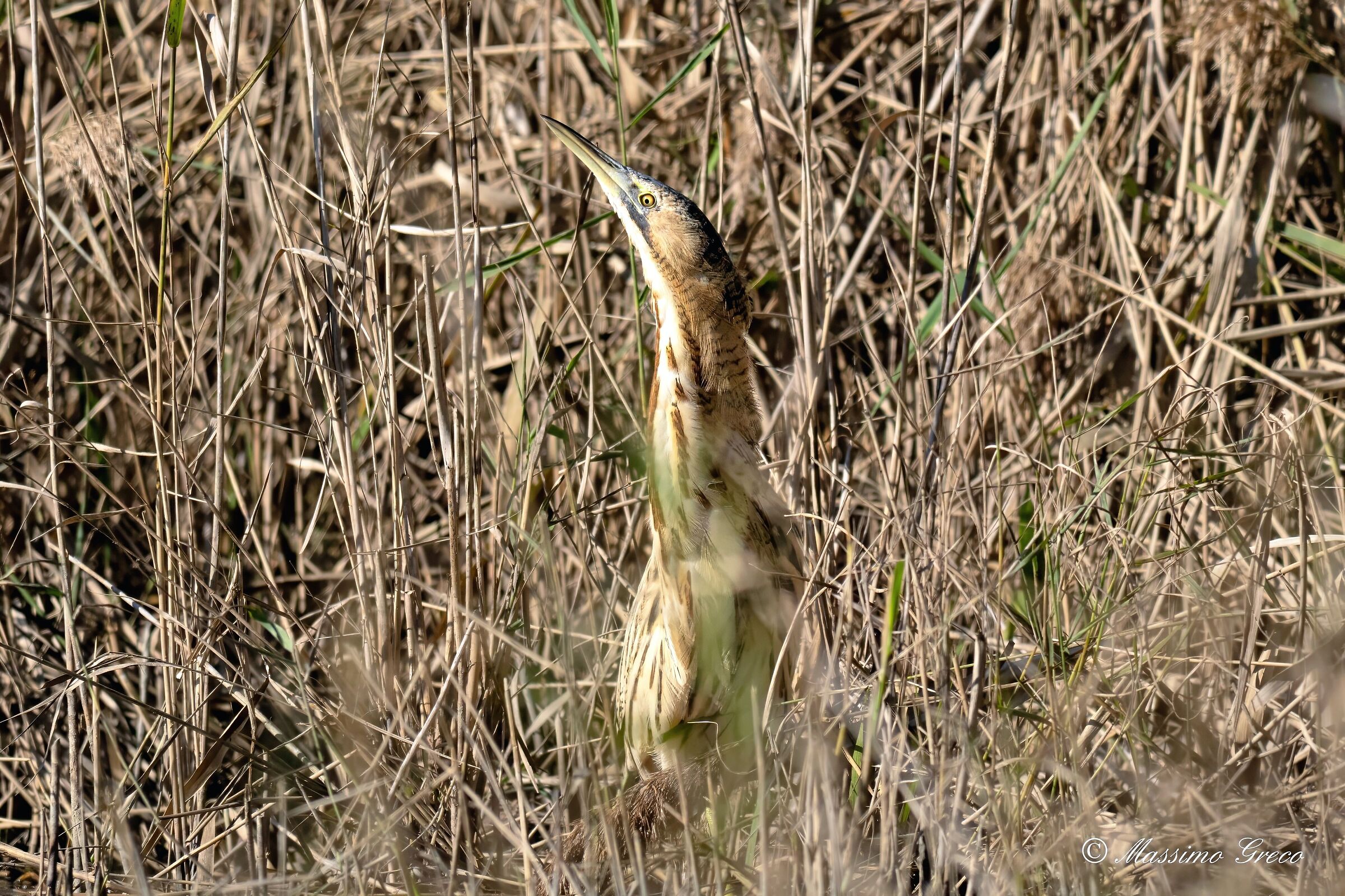 The king of camouflage and Prince of the reeds Bittern
