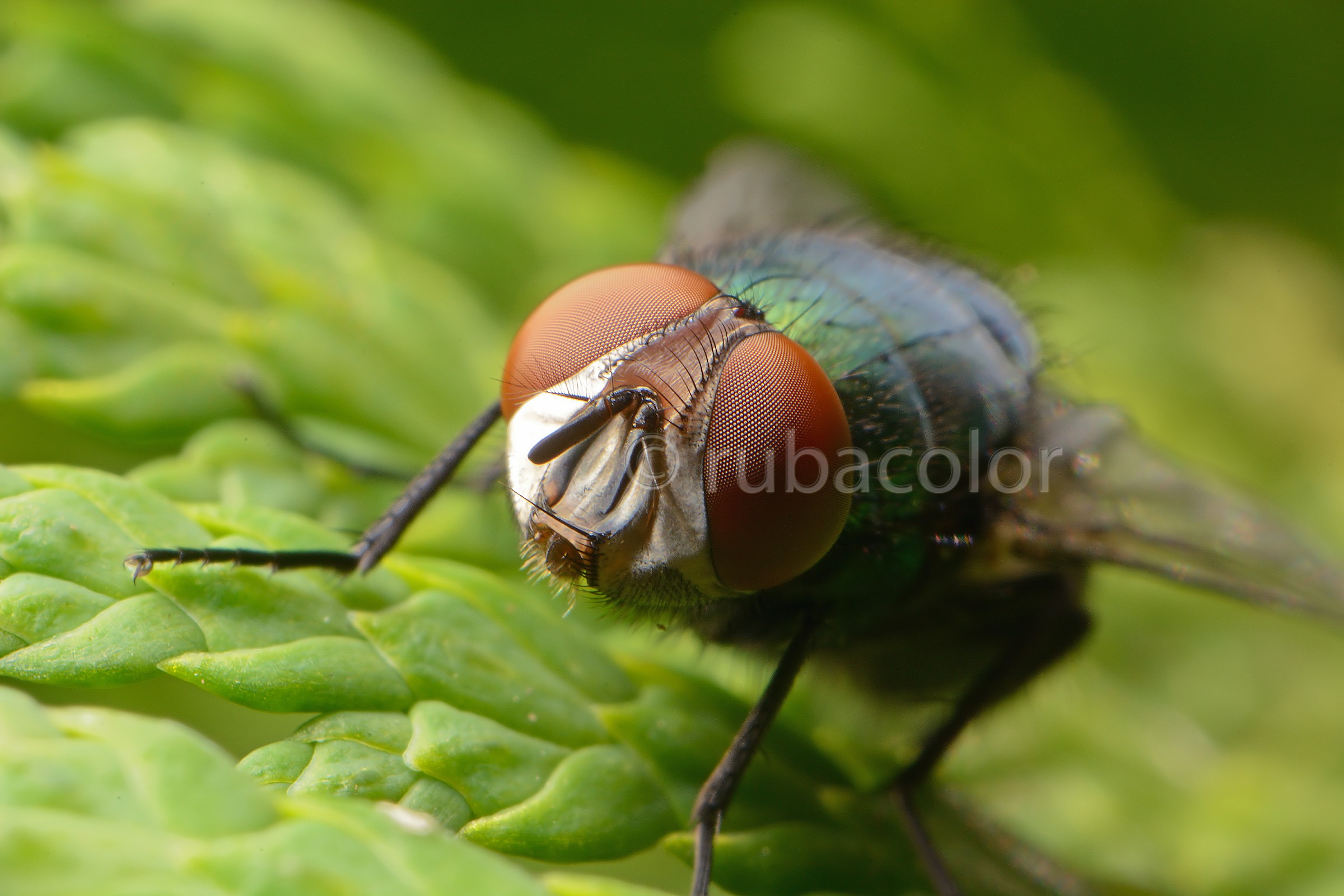 F16 per una mosca 2:1