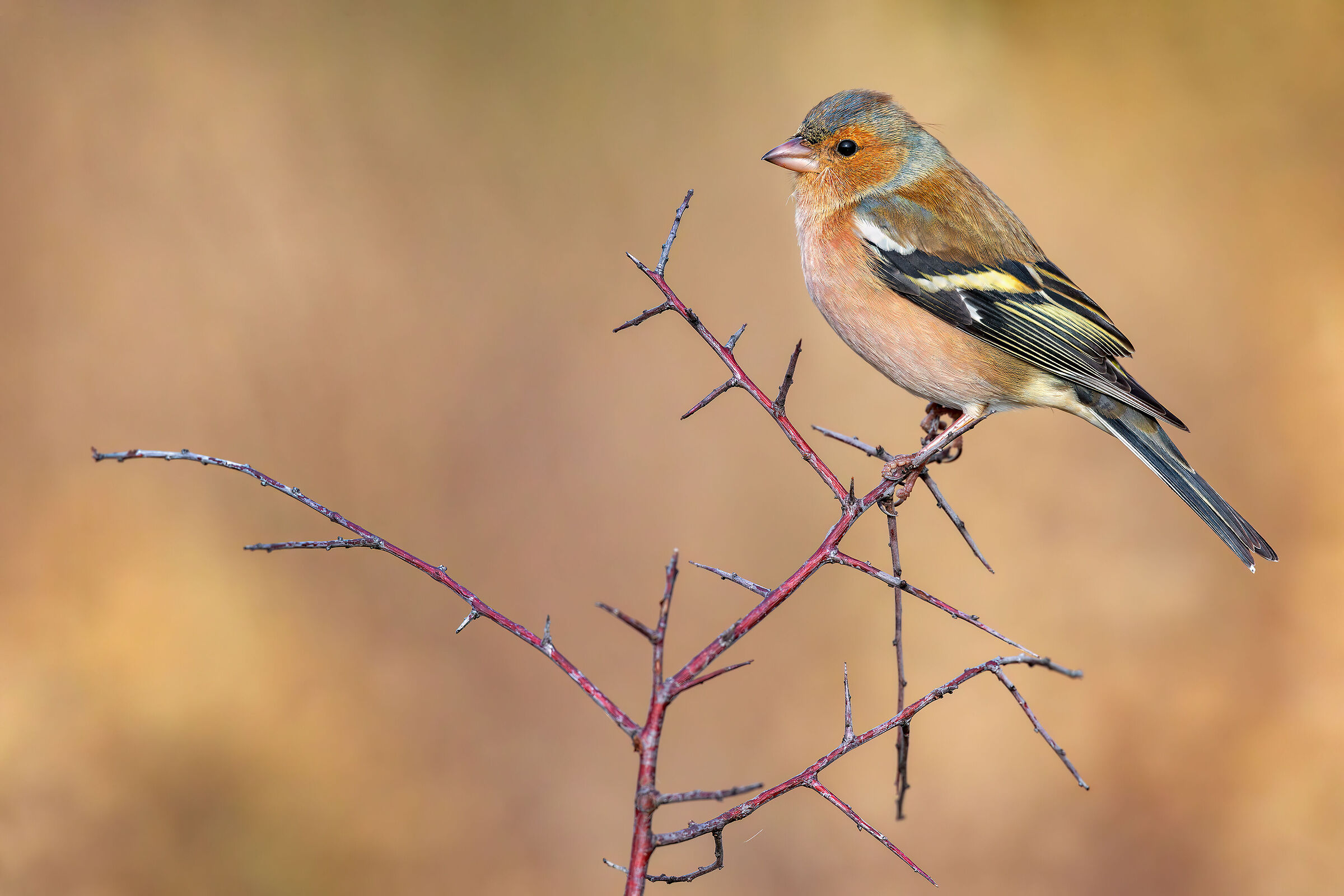 Chaffinch