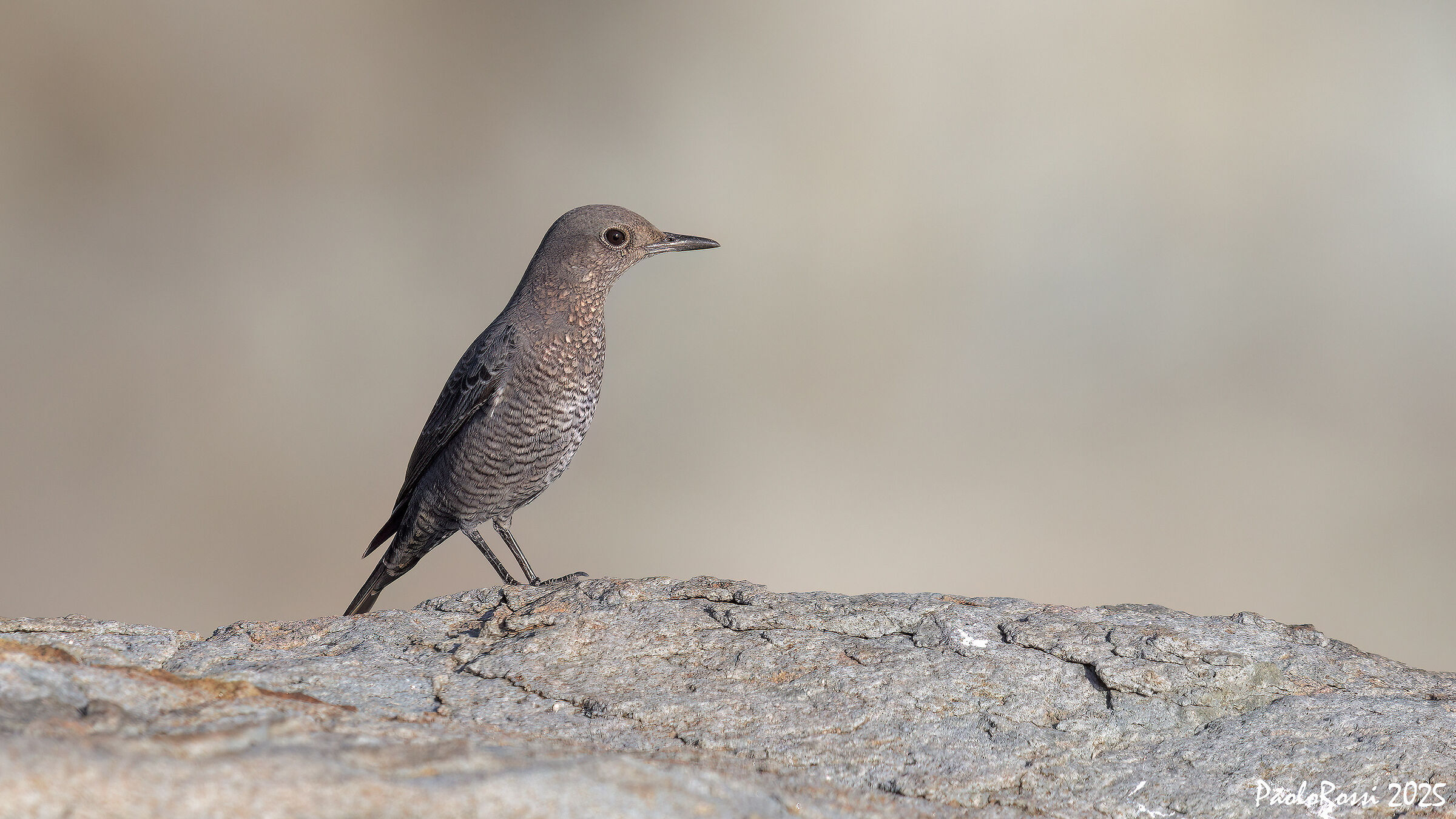 Blue rock thrush...