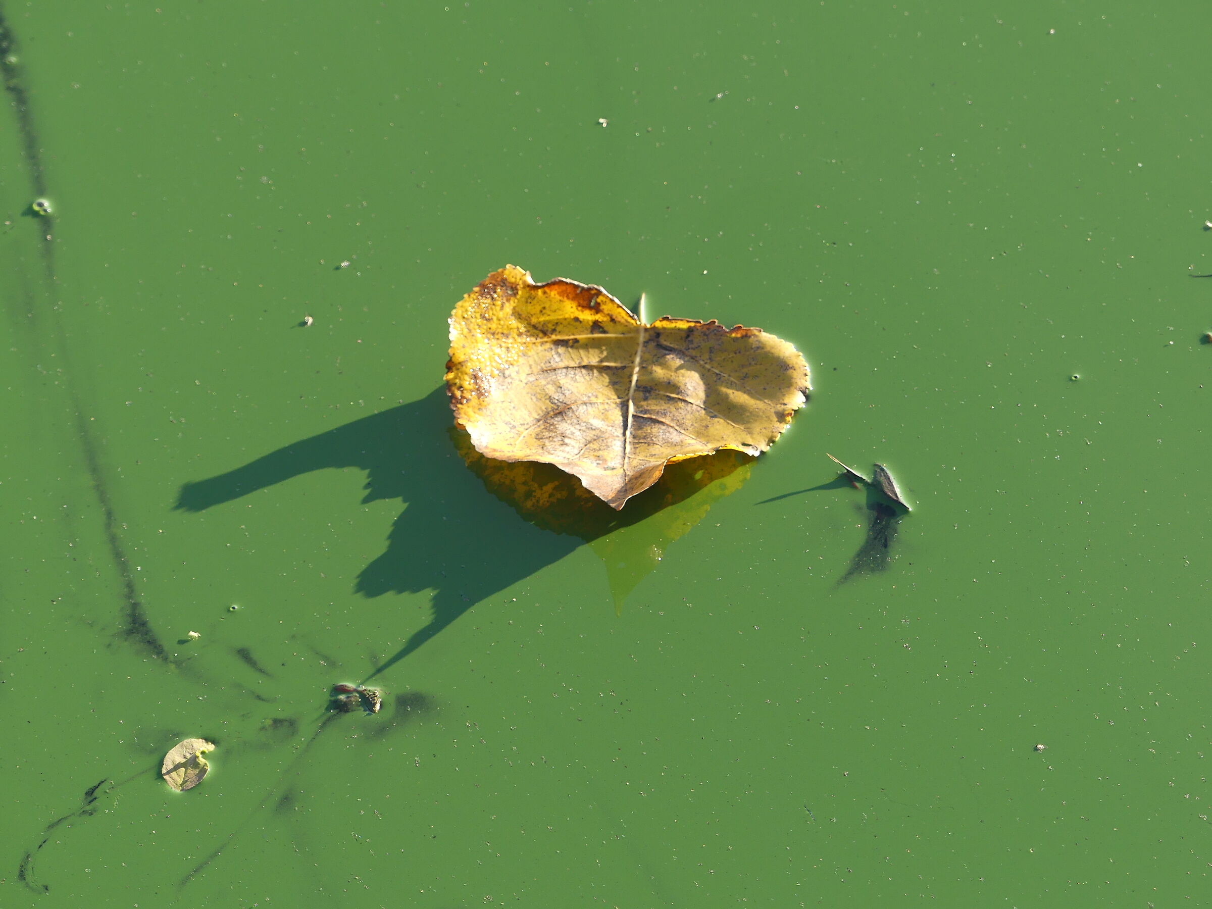 fioritura di alghe sul lago
