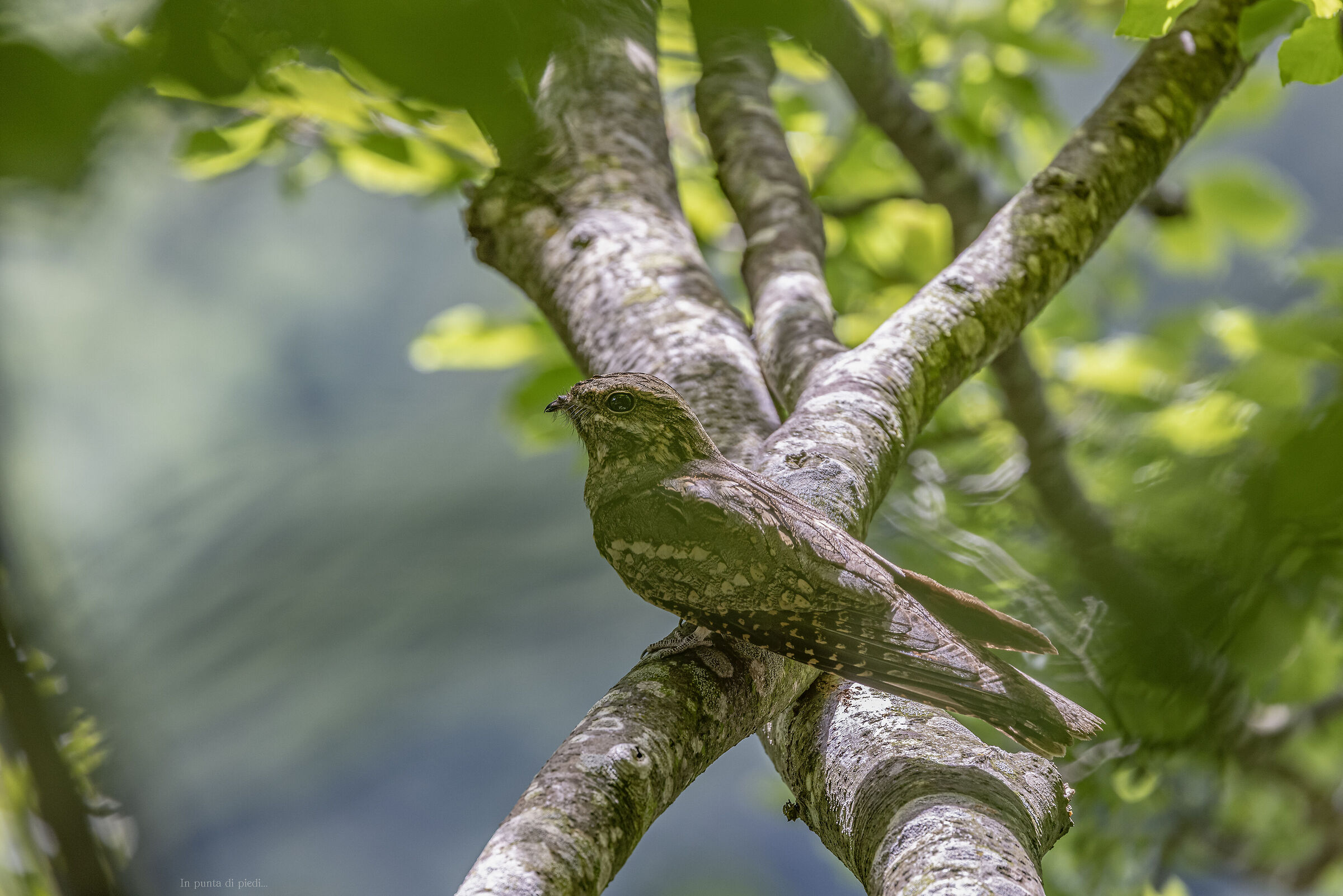 Succiacapre o caprimulgo europeo - Caprimulgus europaeu