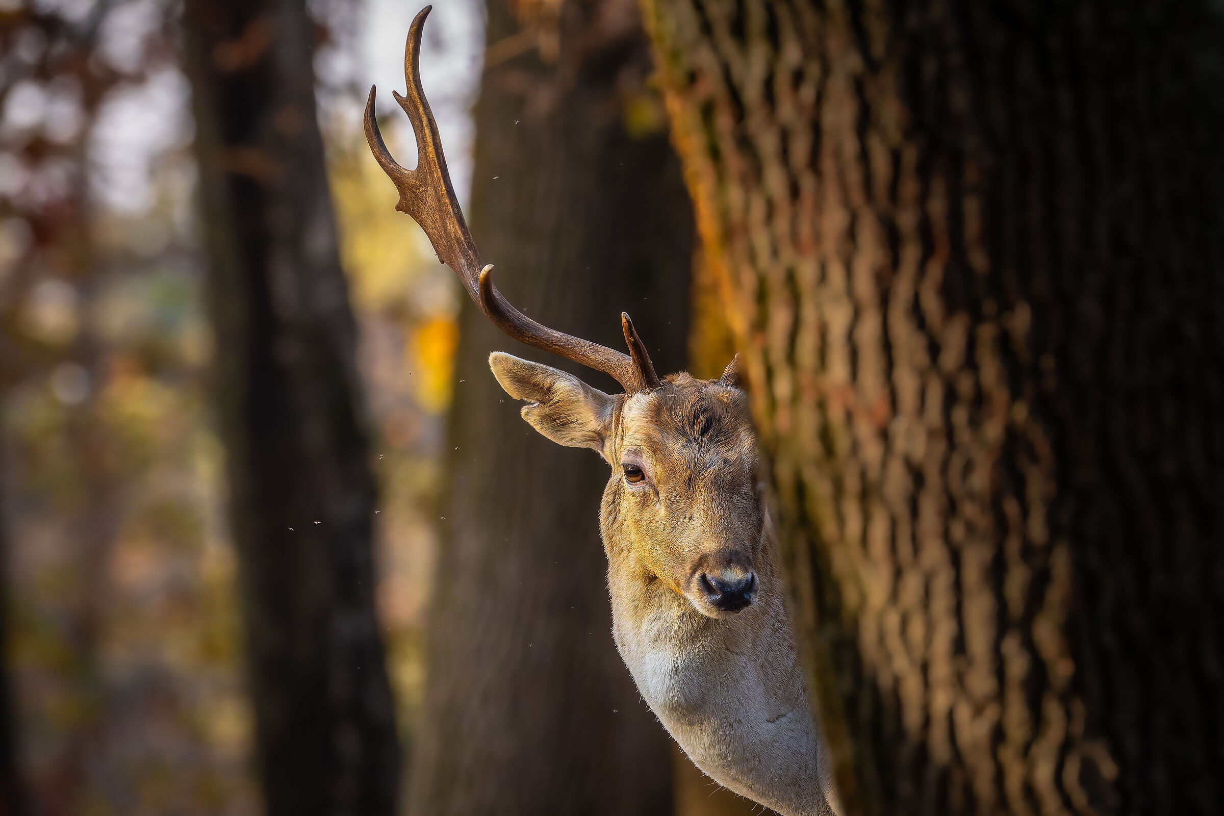 Fallow deer