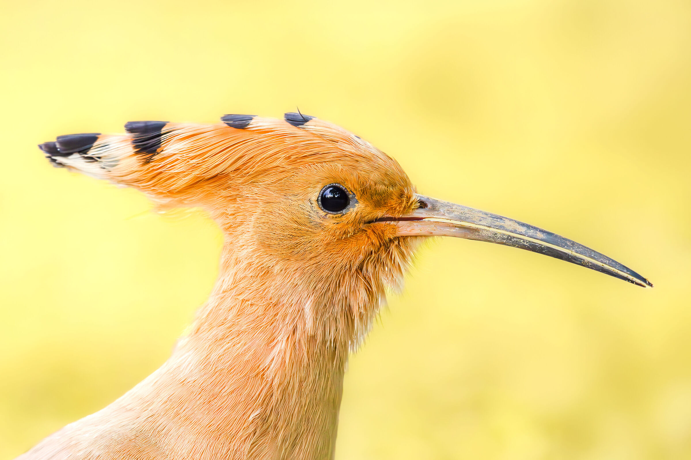 Portrait of hoopoe