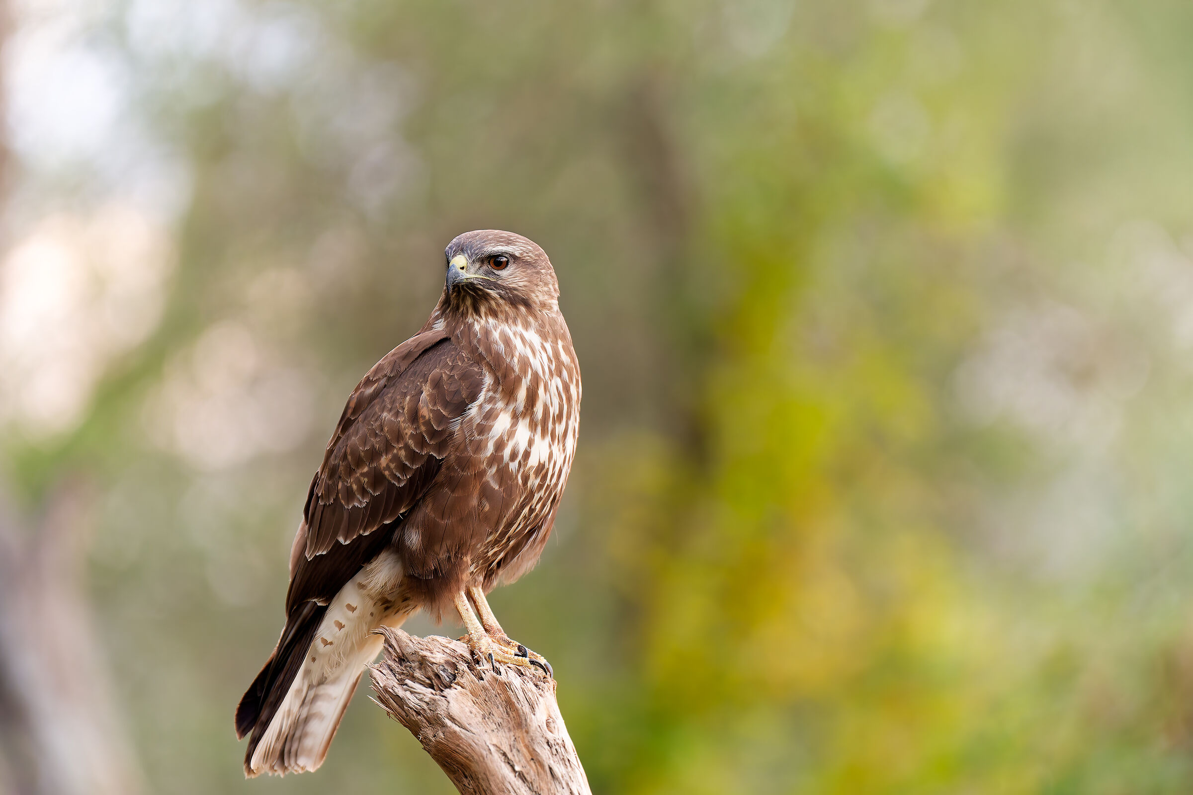 buzzard