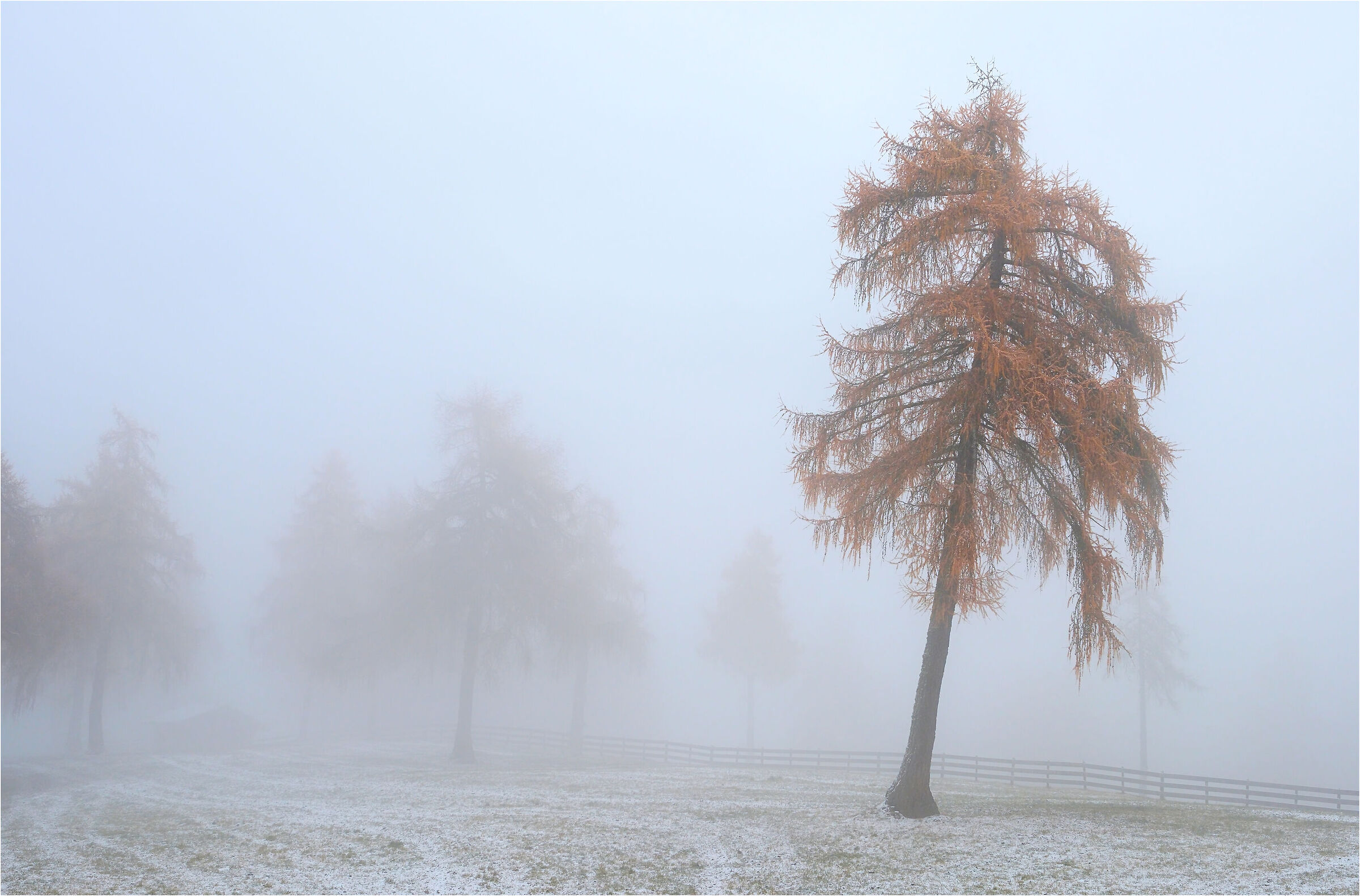 "L'albero della nebbia"