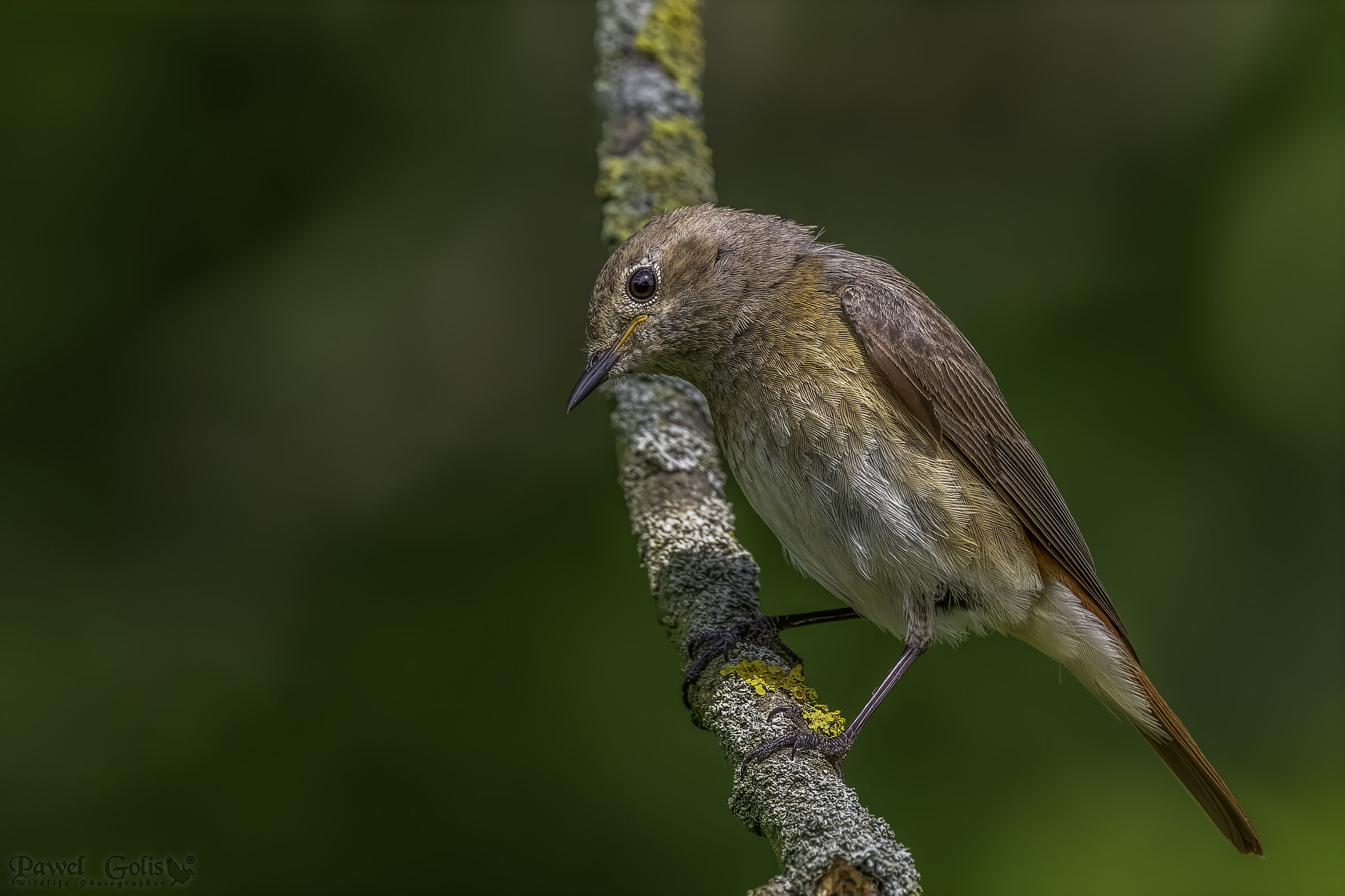 Common redstart (Phoenicurus phoenicurus)
