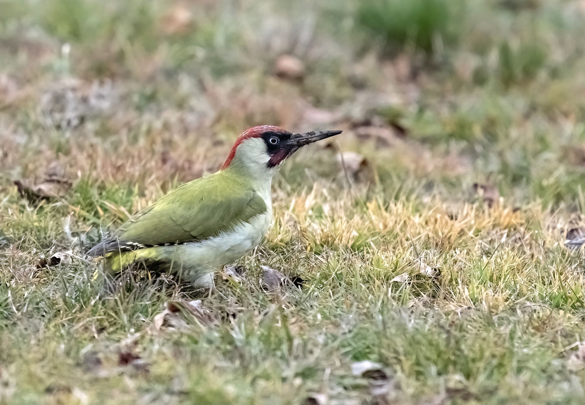 Picchio verde maschio