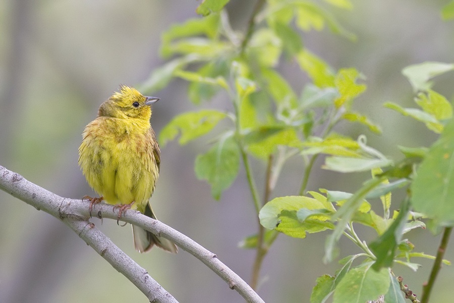 yellowhammer -
