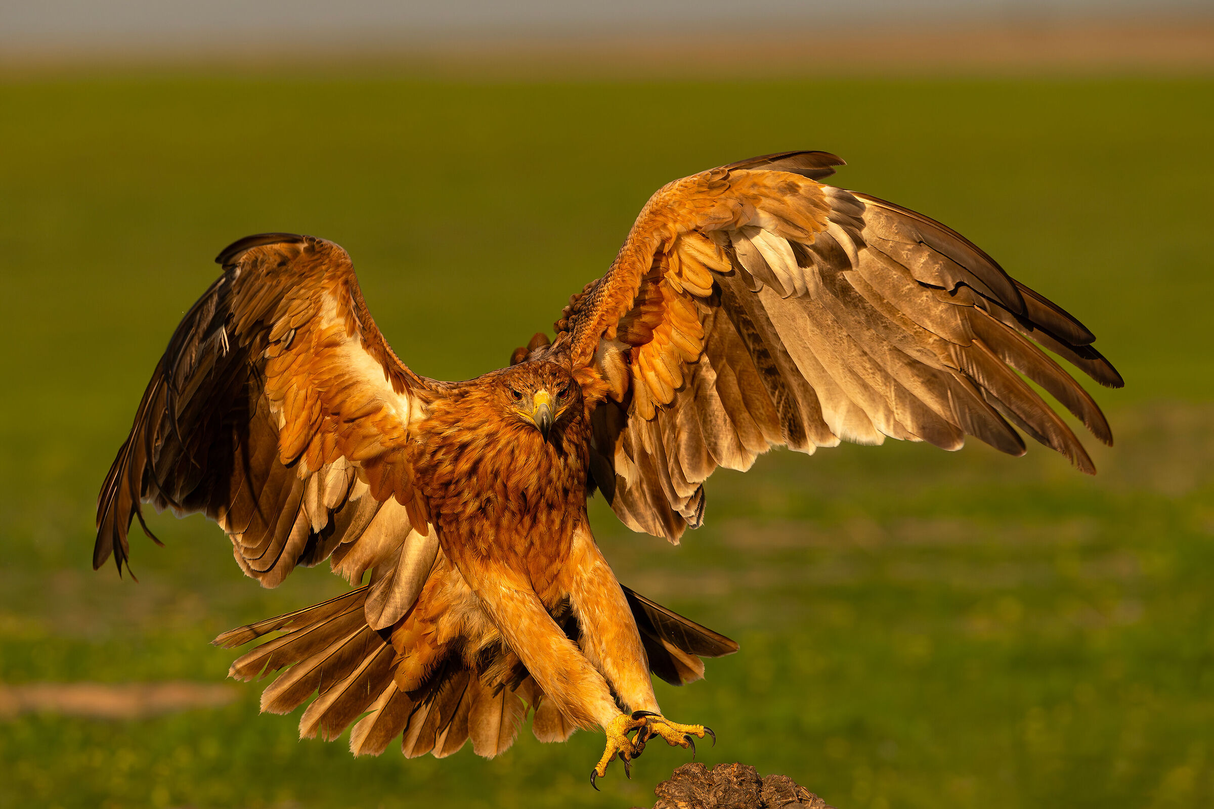 Young Iberian Imperial in the first light of the morning