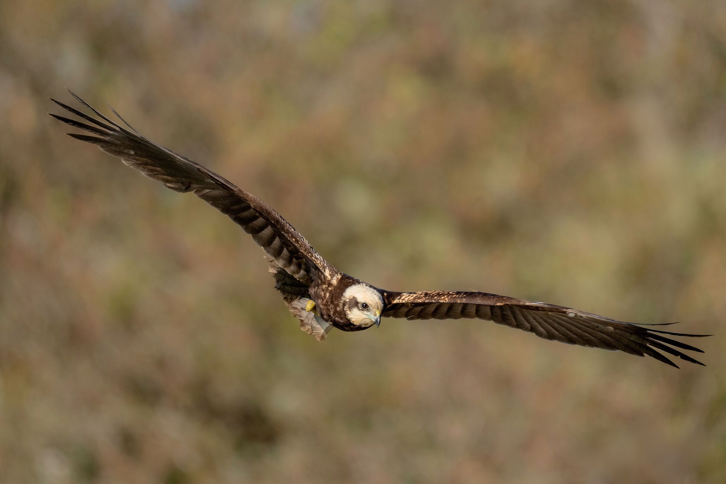 Marsh Harrier (Circus aeruginosus) f