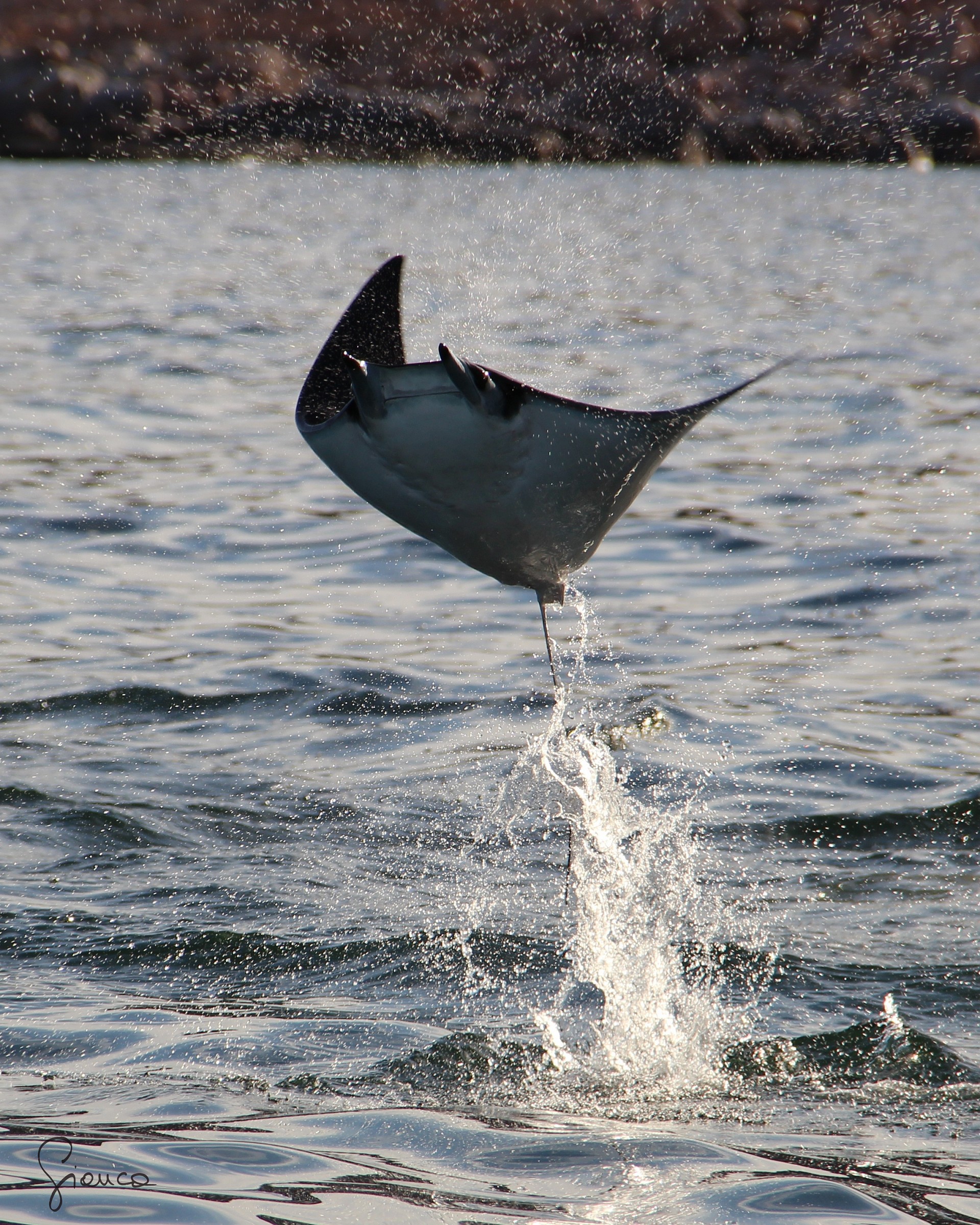 manta in volo!