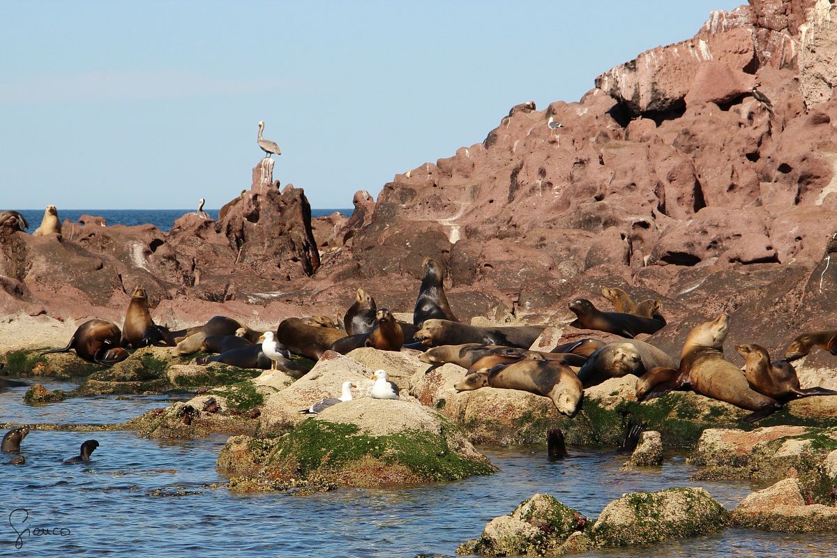 Isla del Espiritu Santo
