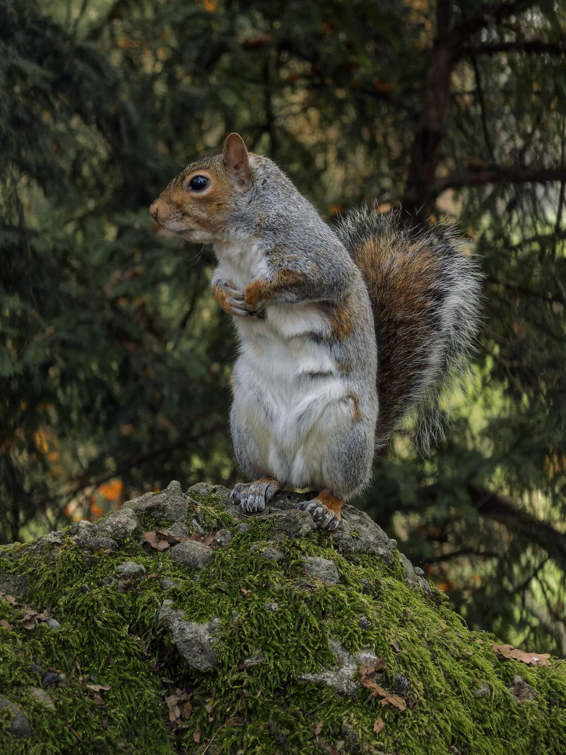 Scoiattolo grigio, Monza