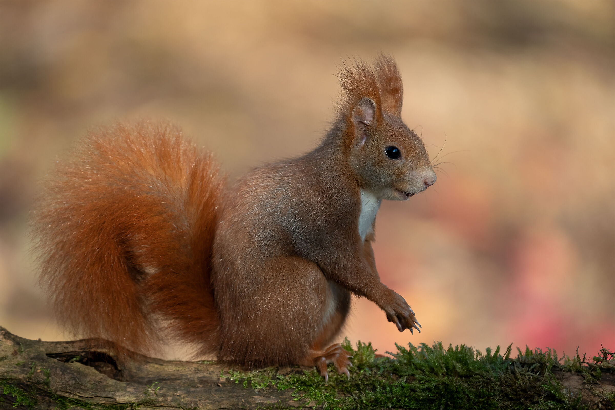 Red squirrel