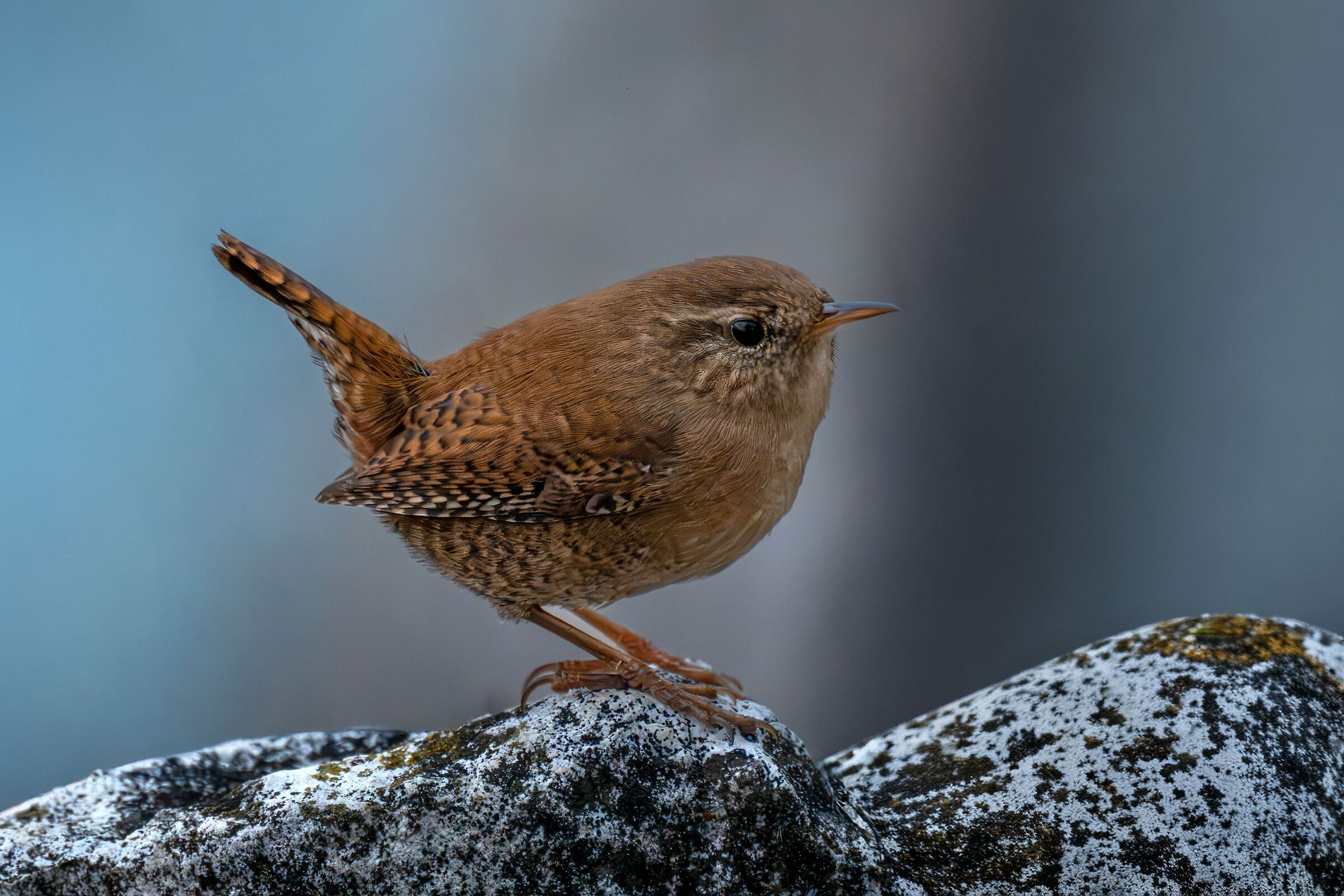 The Wren and the Lake
