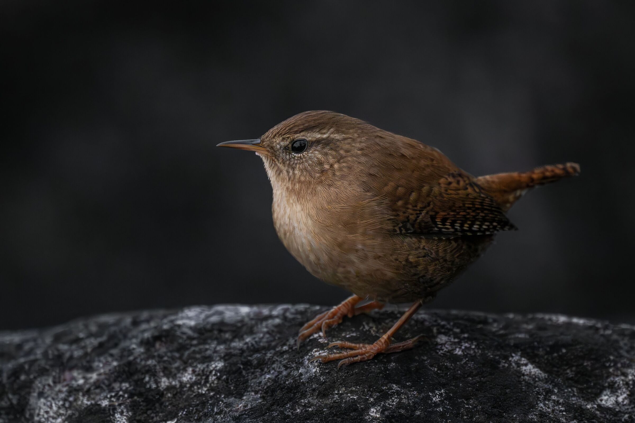 Wren