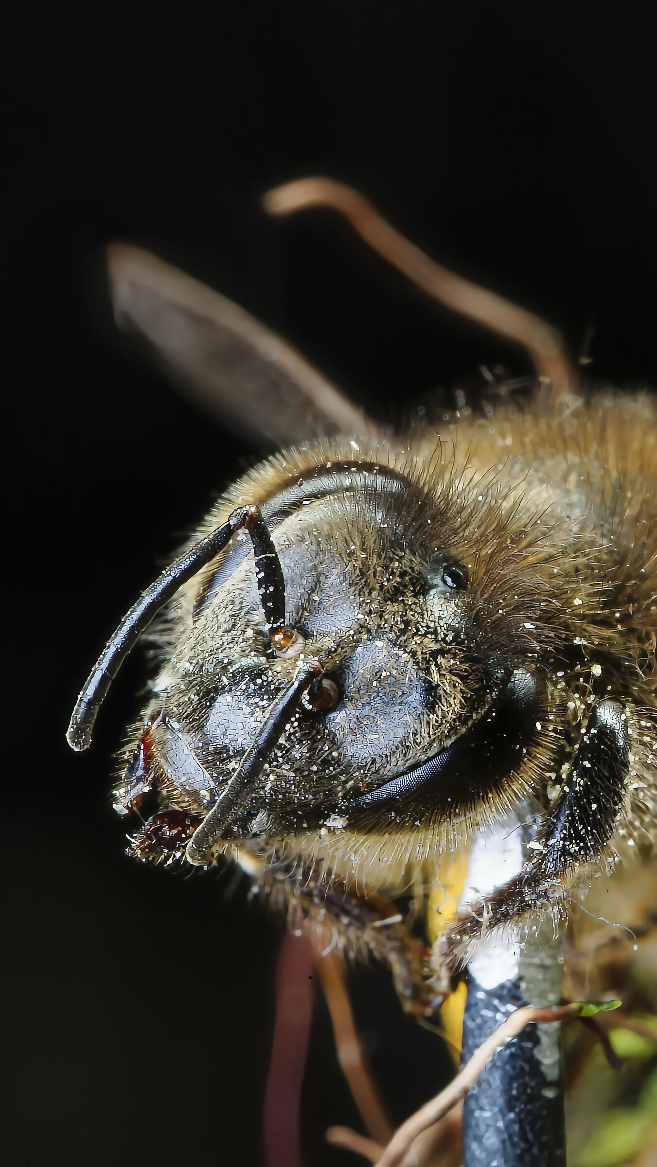 Bee