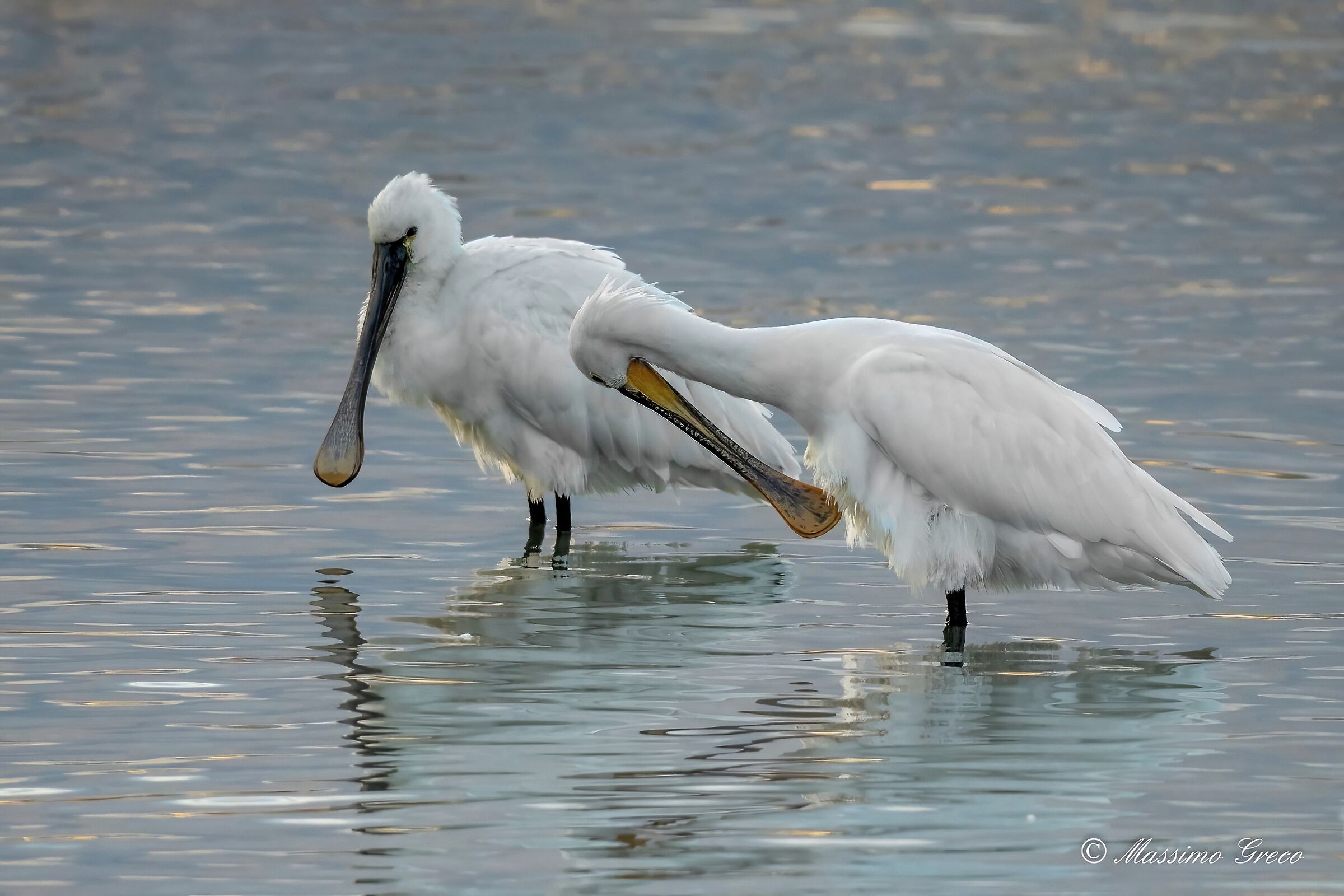 Spatola bianca (Platalea leucorodia)