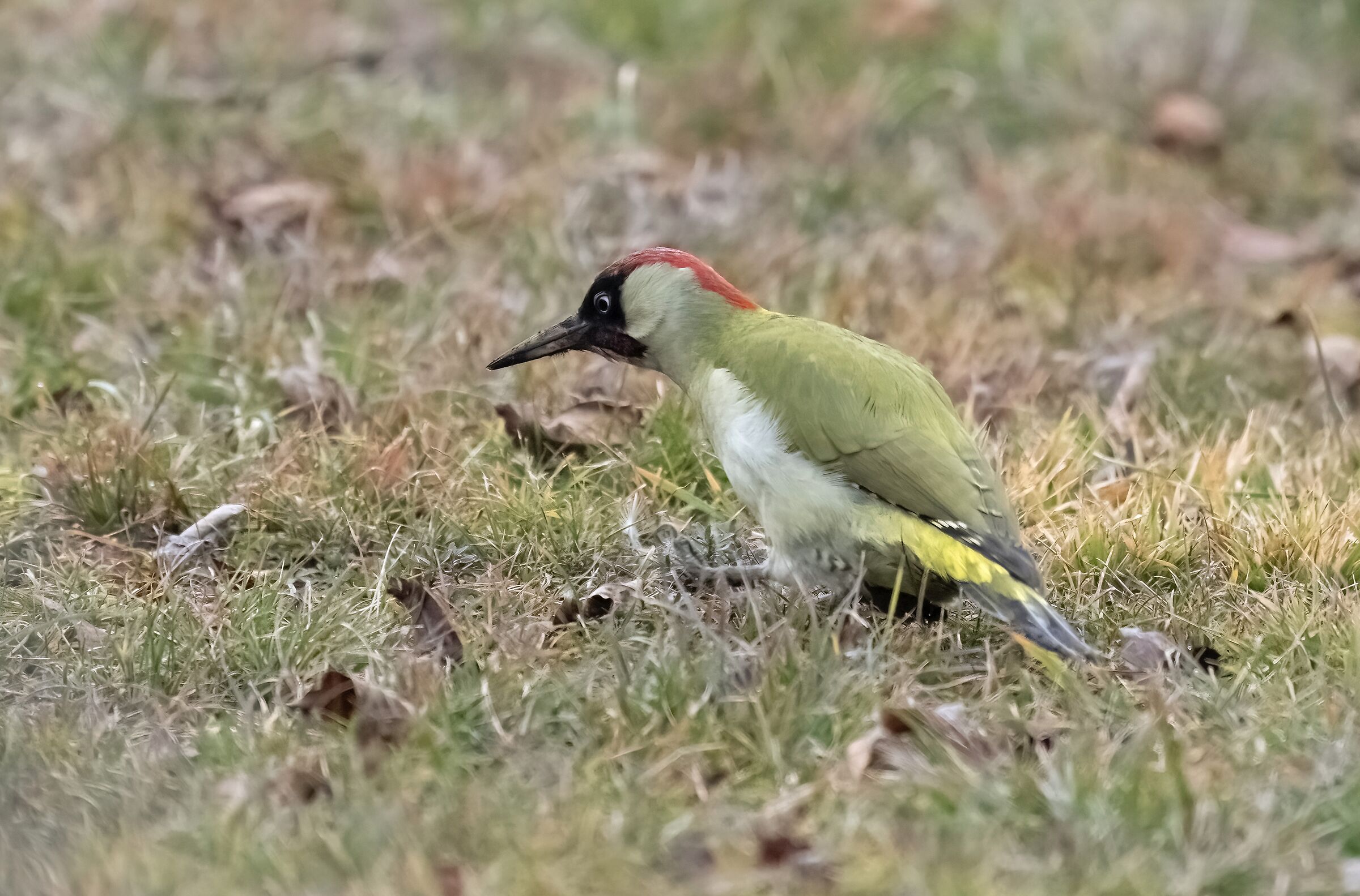 Male Green Woodpecker