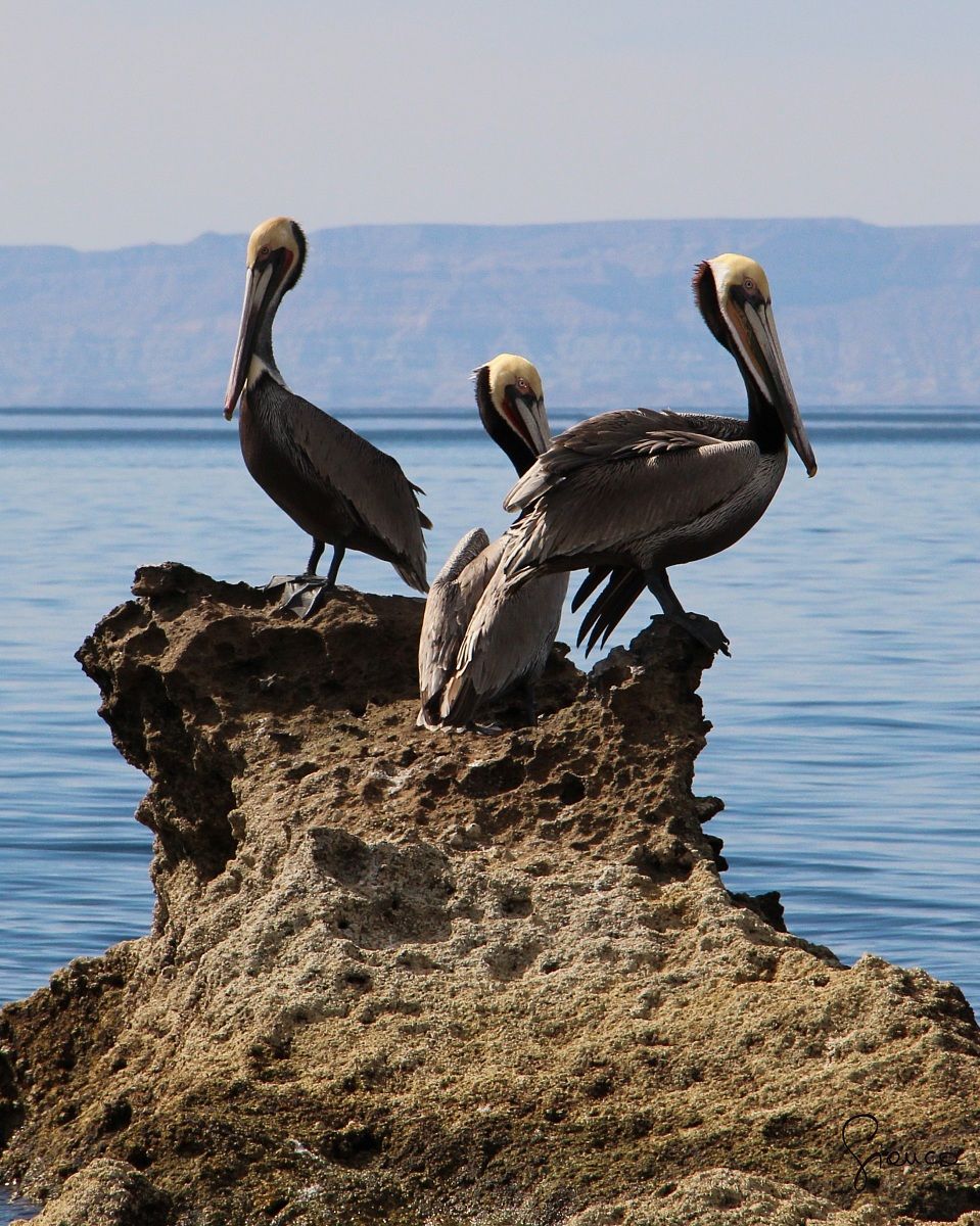 Isla del Espiritu Santo