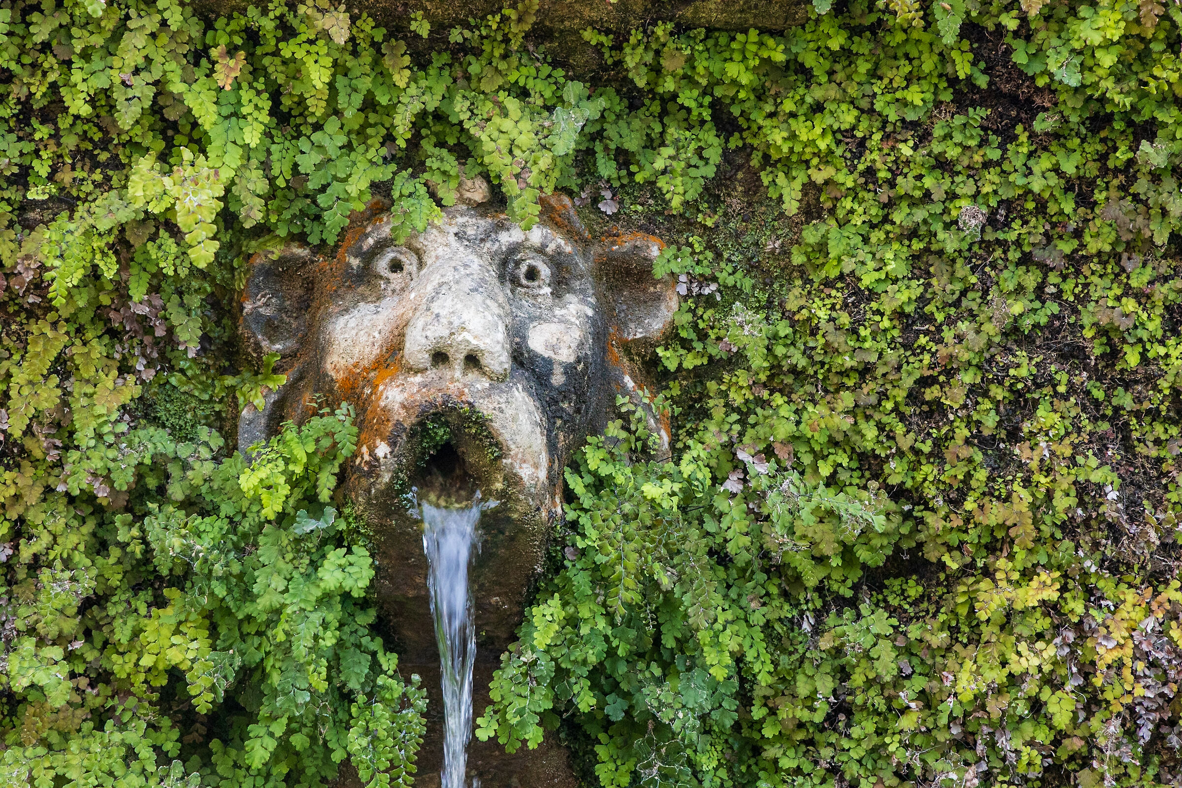 La testa della Fontana