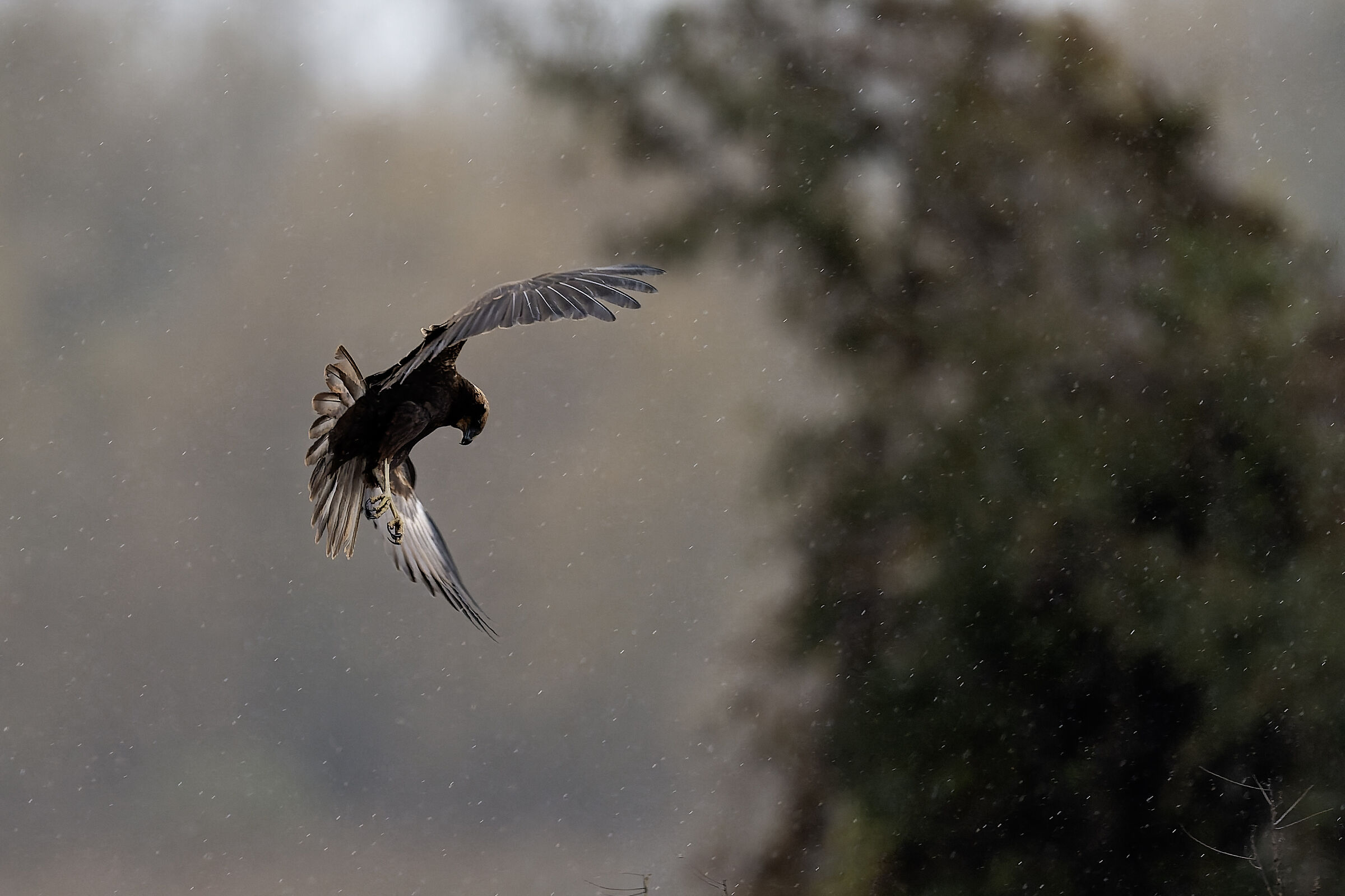 The hawk in the rain