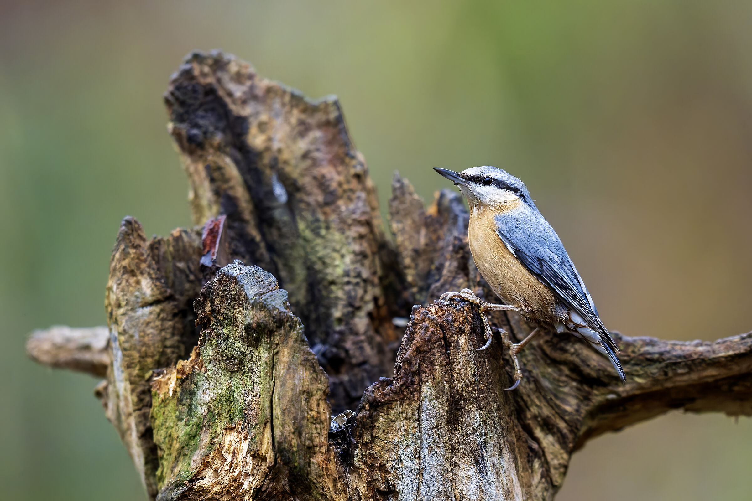 The little woodpecker