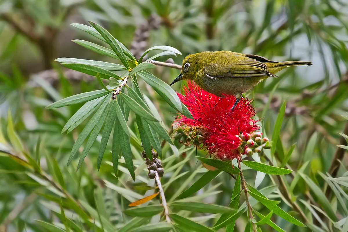 Ceylon White-eye