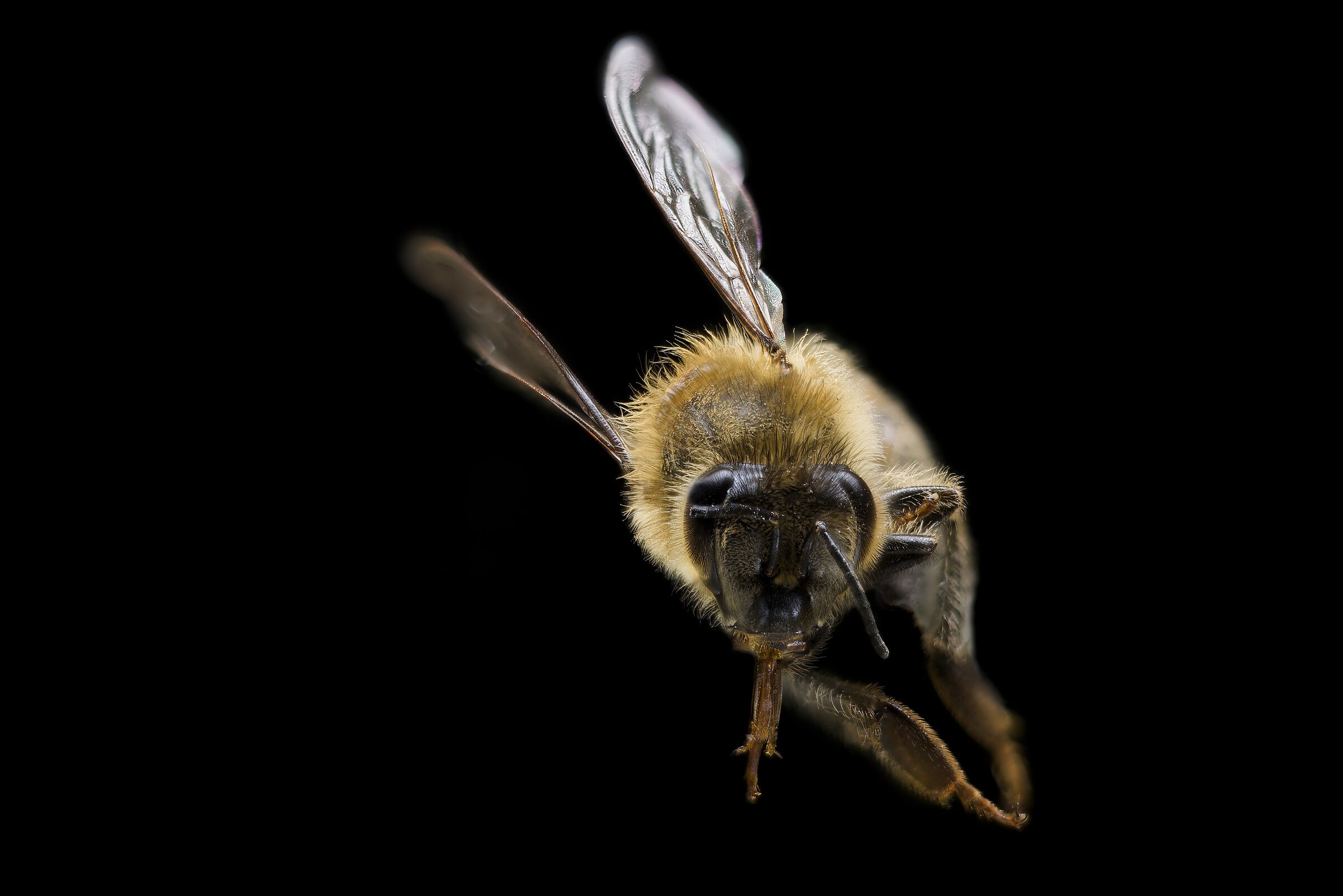 Ape in volo