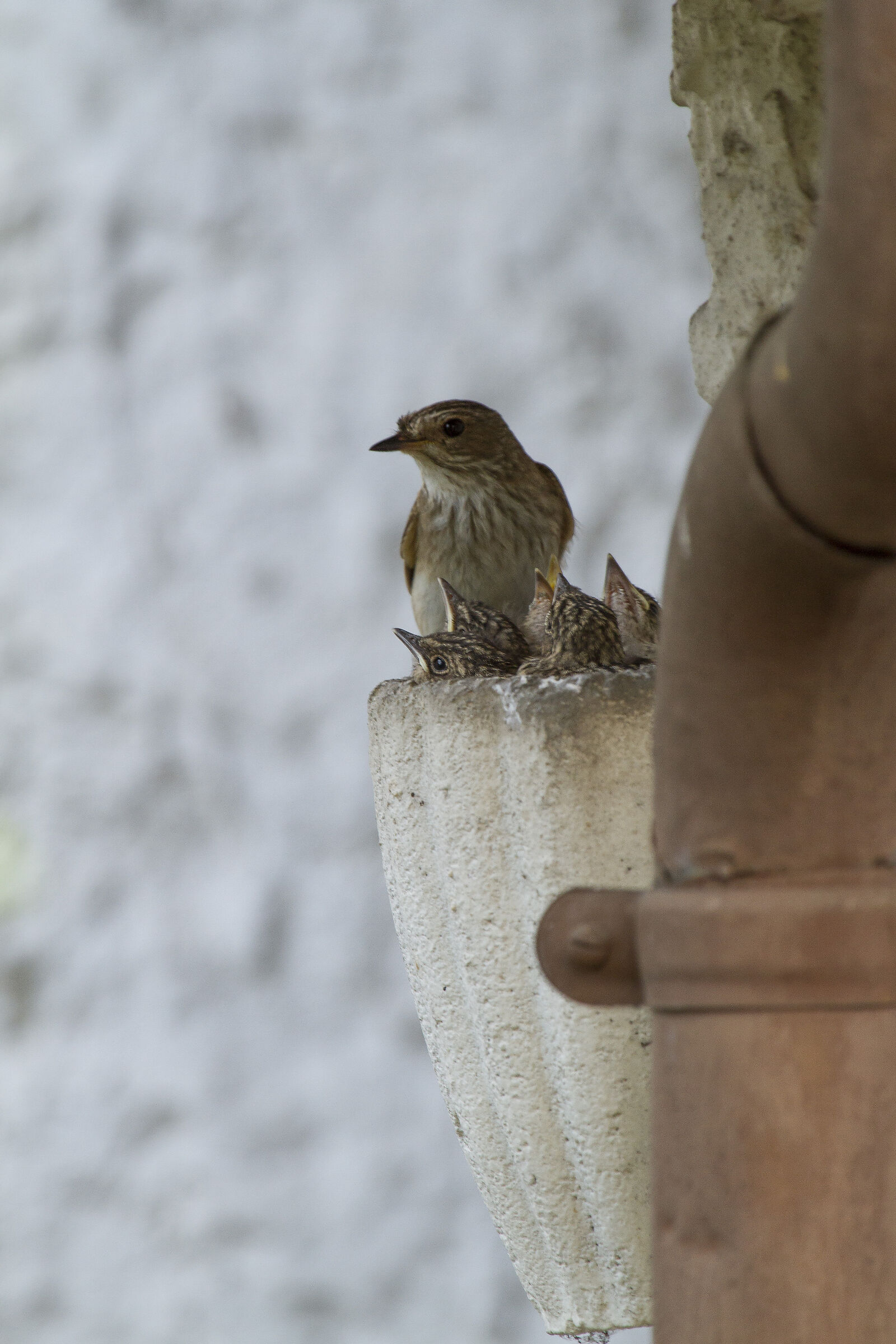 Nido in cortile