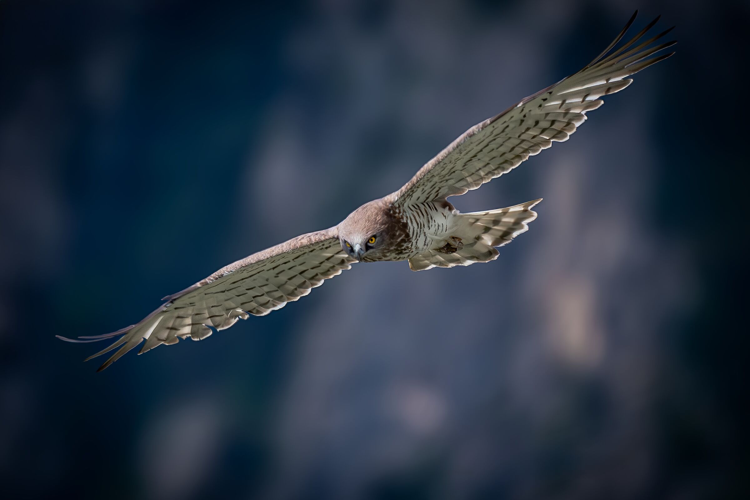 Short-toed eagle on crag