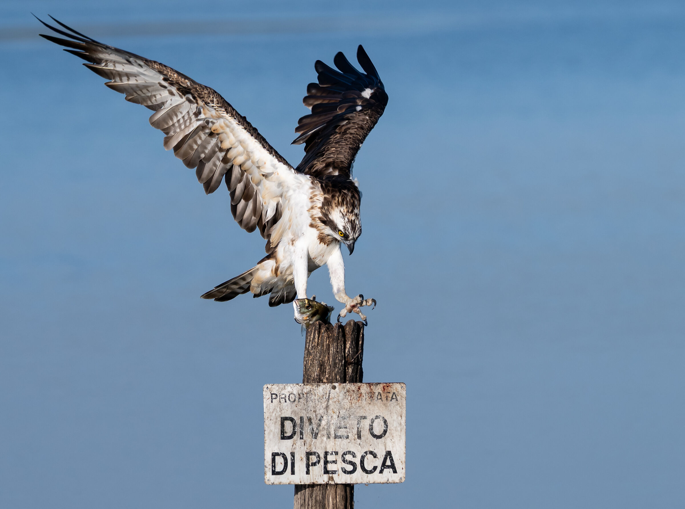Falco pescatore