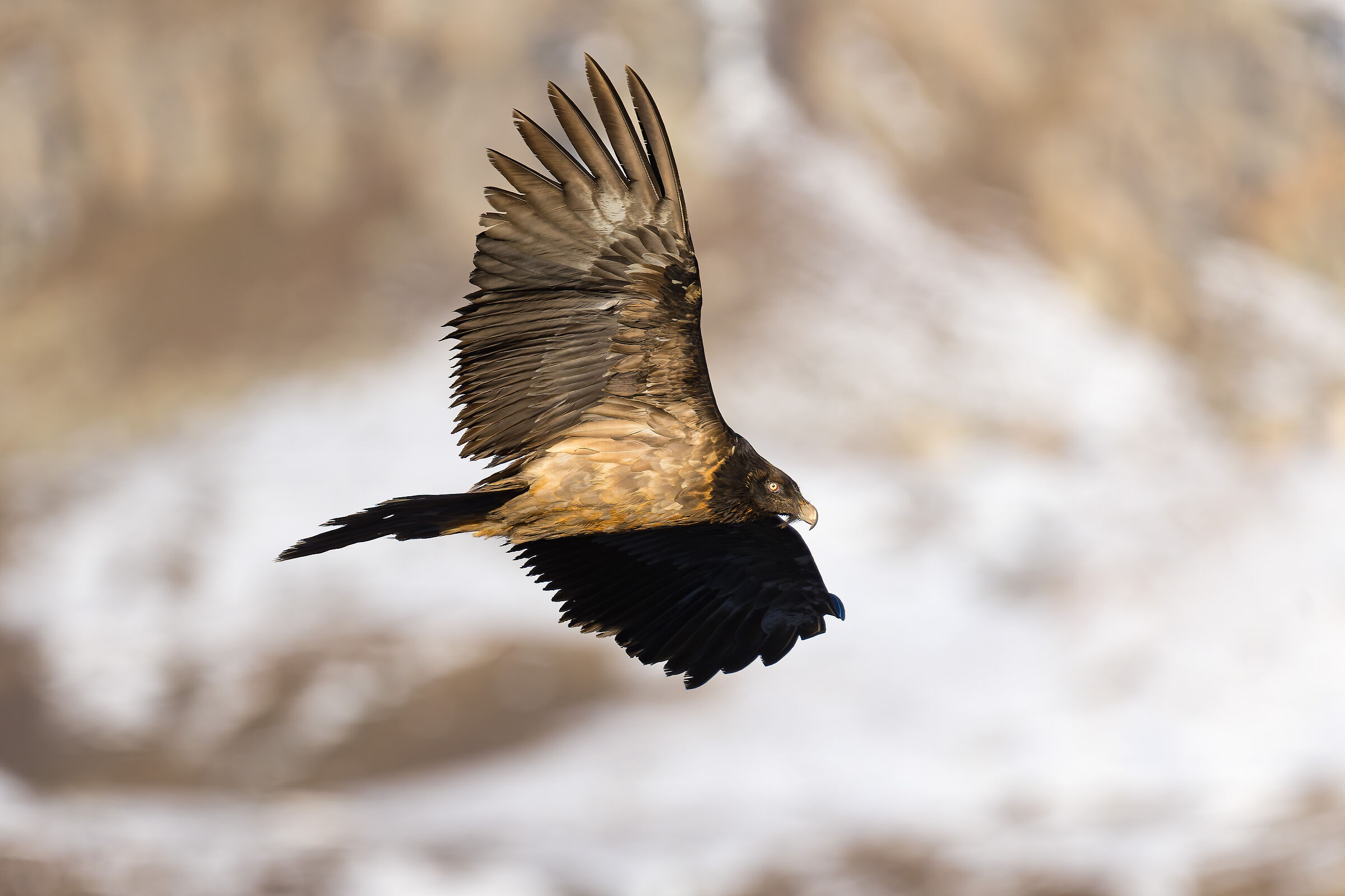Gypaetus Barbatus - Parco Nazionale Gran Paradiso