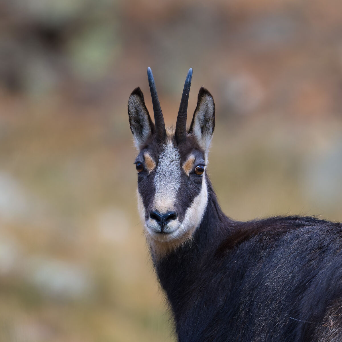 Chamois - Gran Paradiso National Park