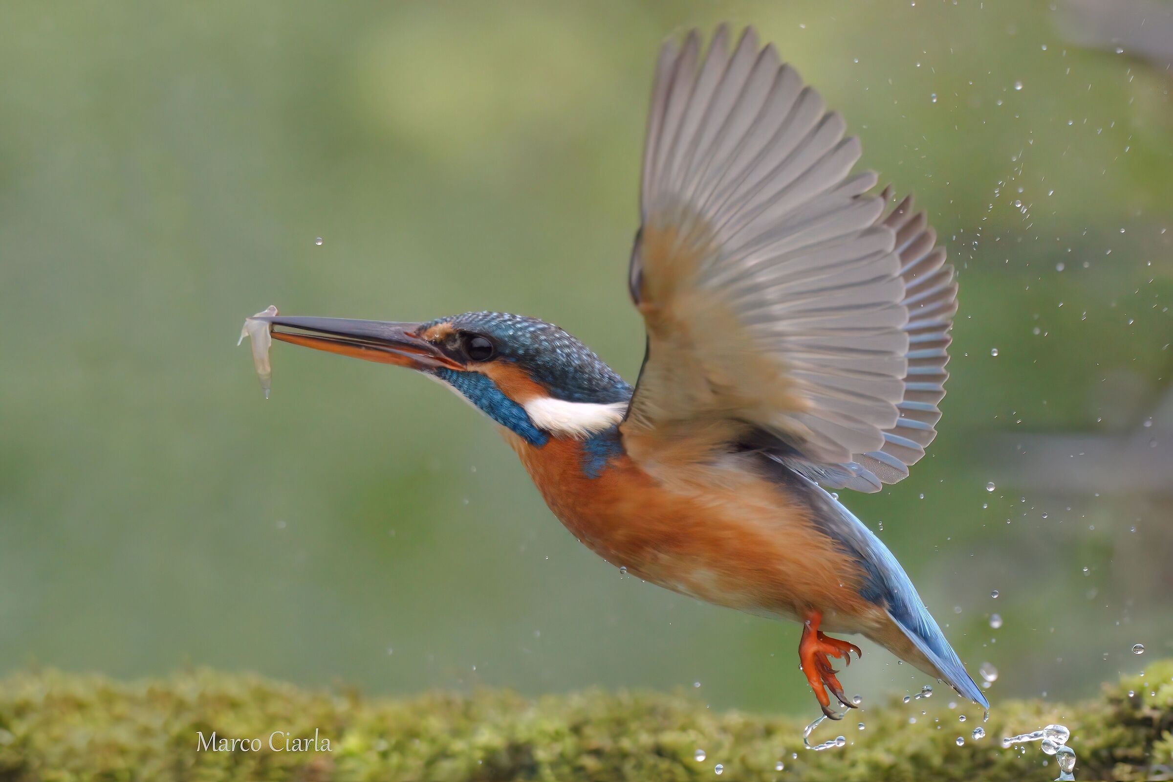 Kingfisher