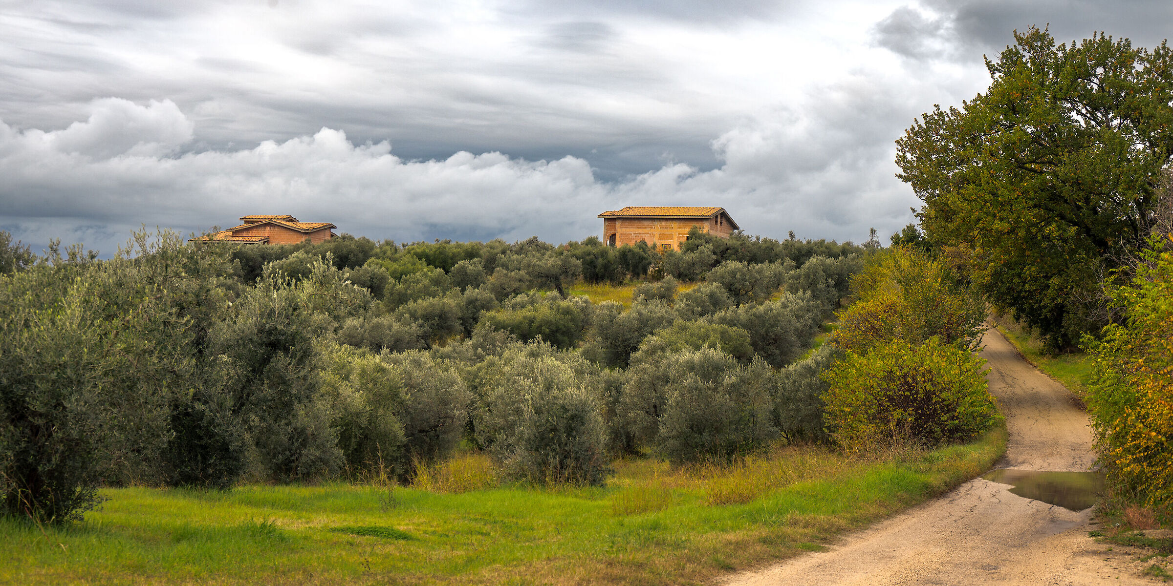 Sabina fra gli ulivi