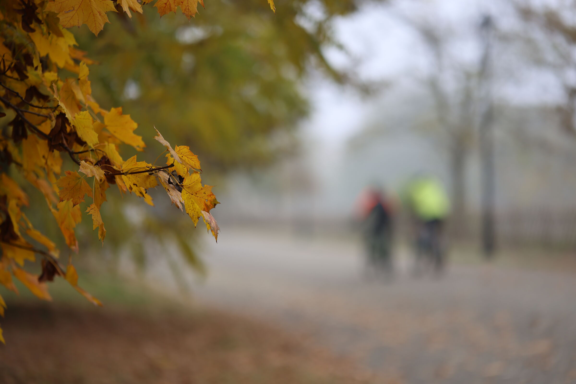 Ciclisti nella nebbia