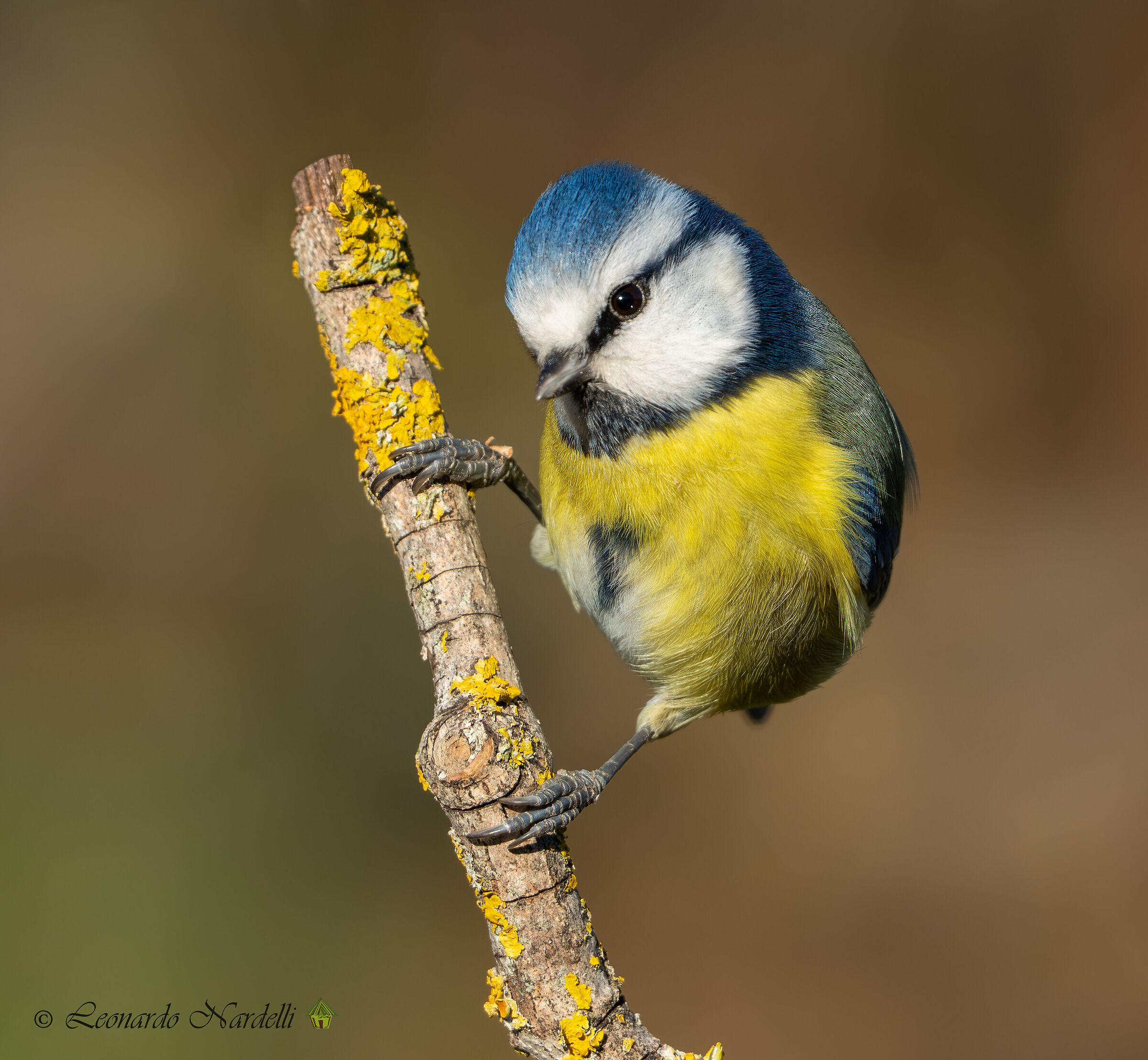 Cinciarella (Parus caeruleus)