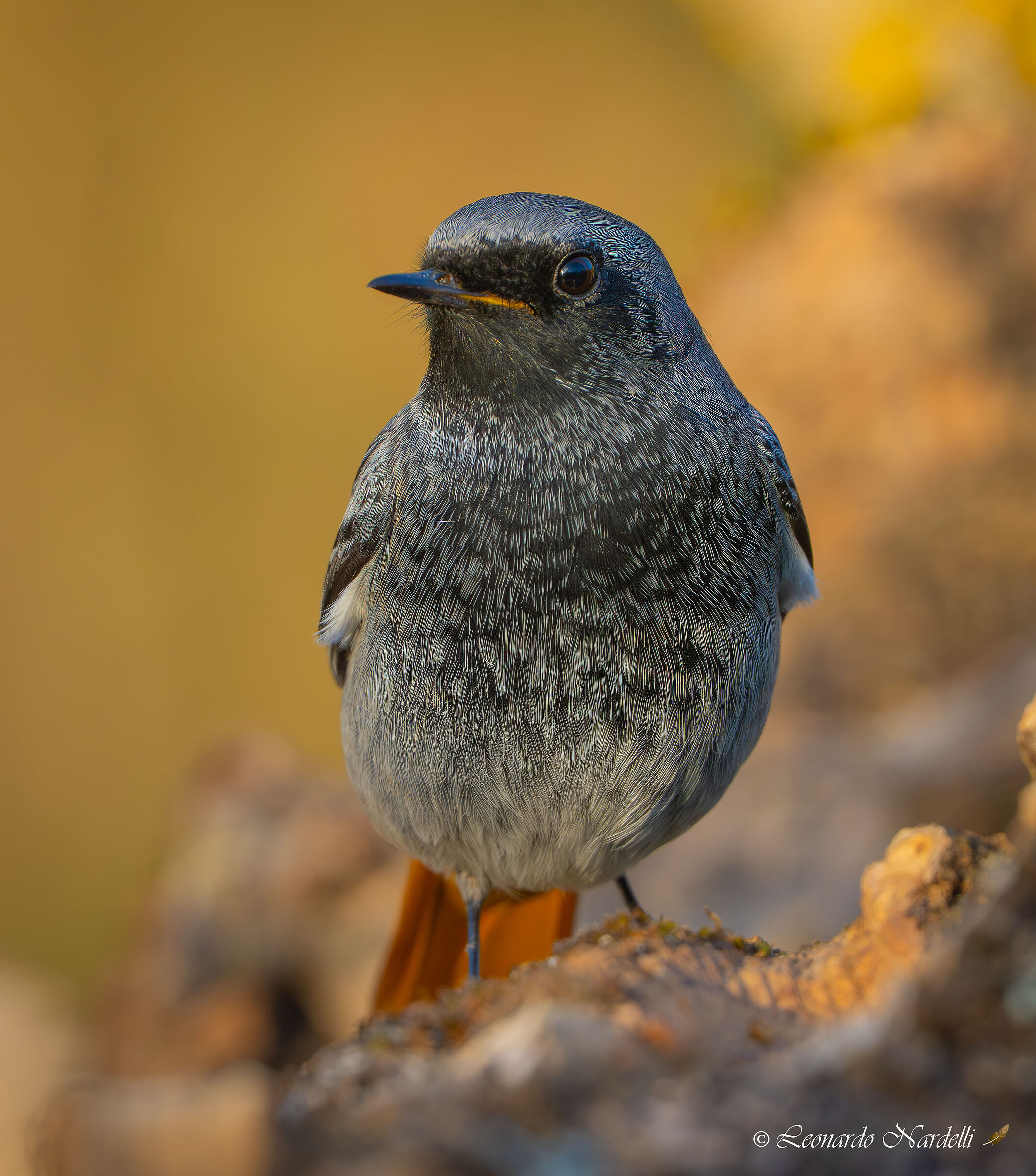 Codirosso spazzacamino (Phoenicurus ochruros)