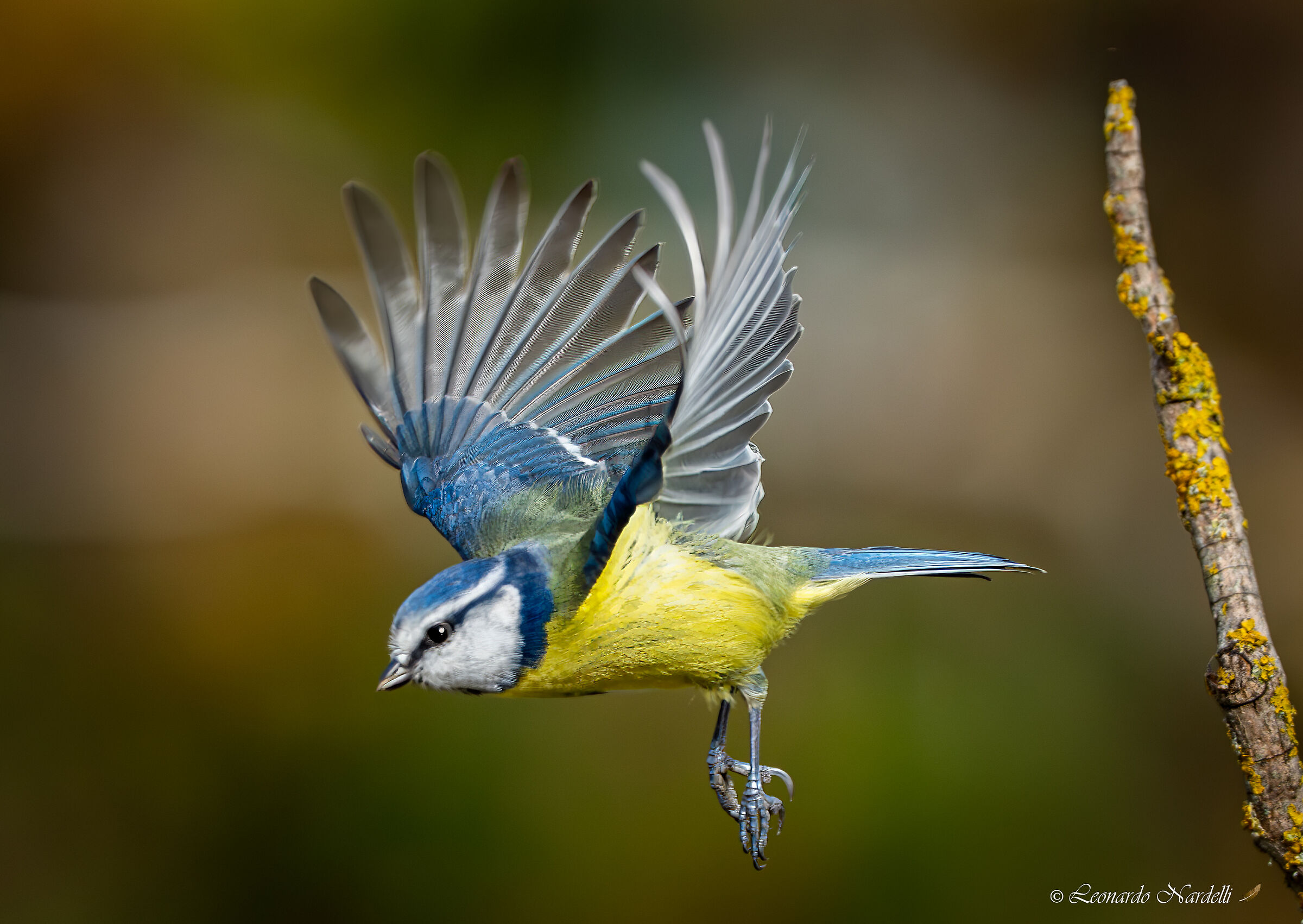 Cinciarella  (Parus caeruleus)