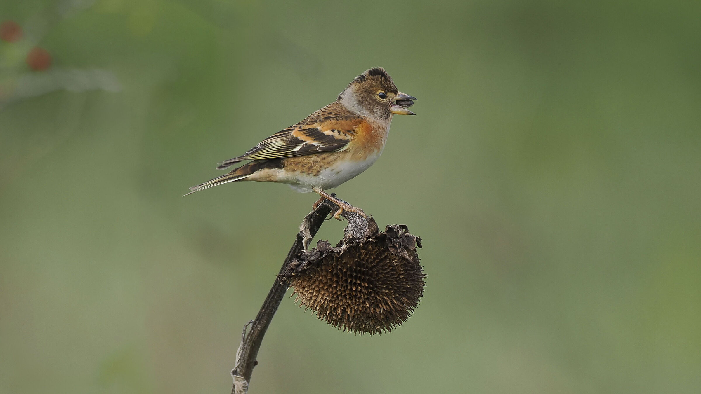 Brambling